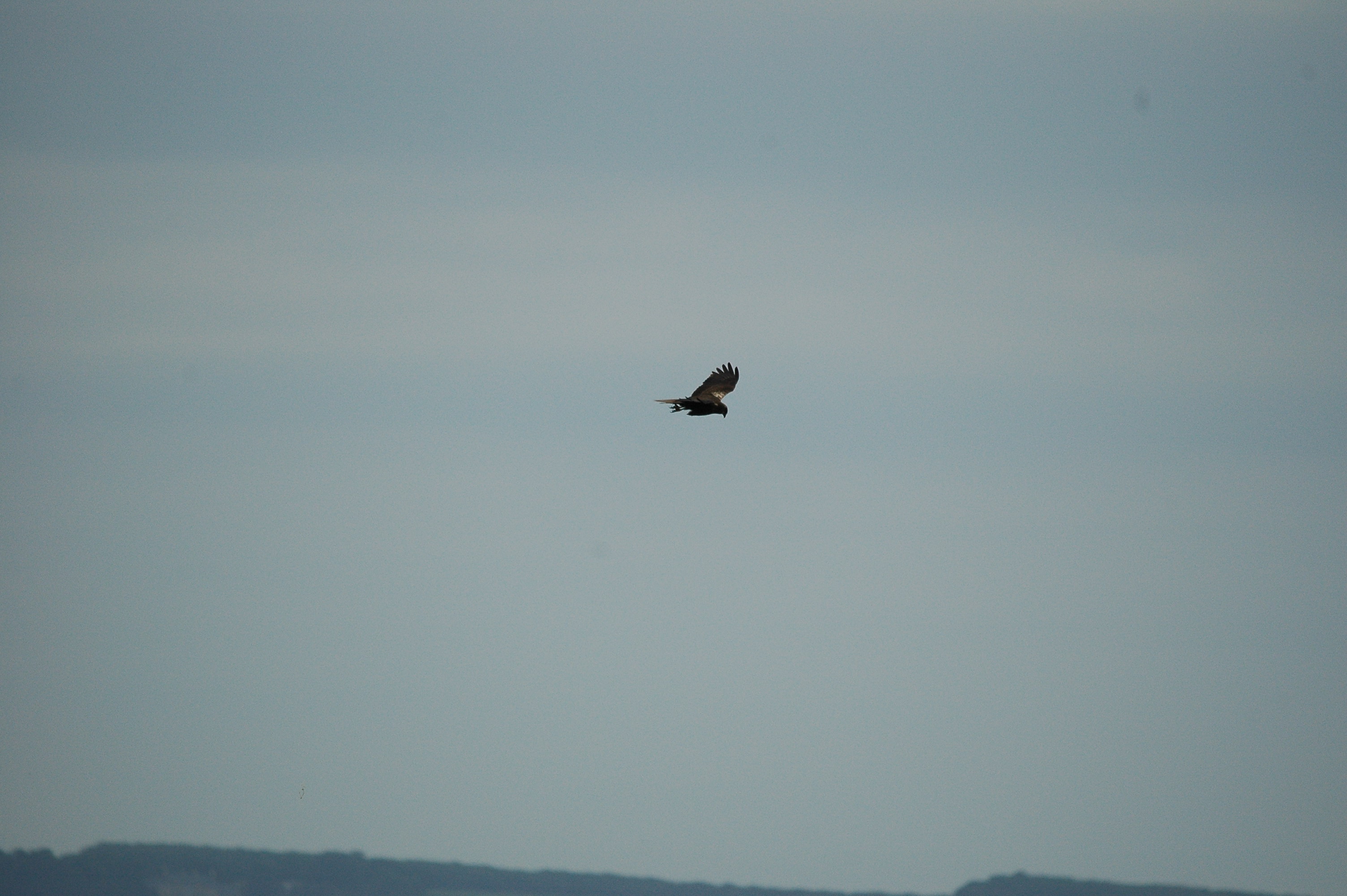 photos/wildlife/Bird_Species/032-Hawks-Eagles-Harriers-Falcons/0688-Western_Marsh-Harrier/dsc_2515.jpg