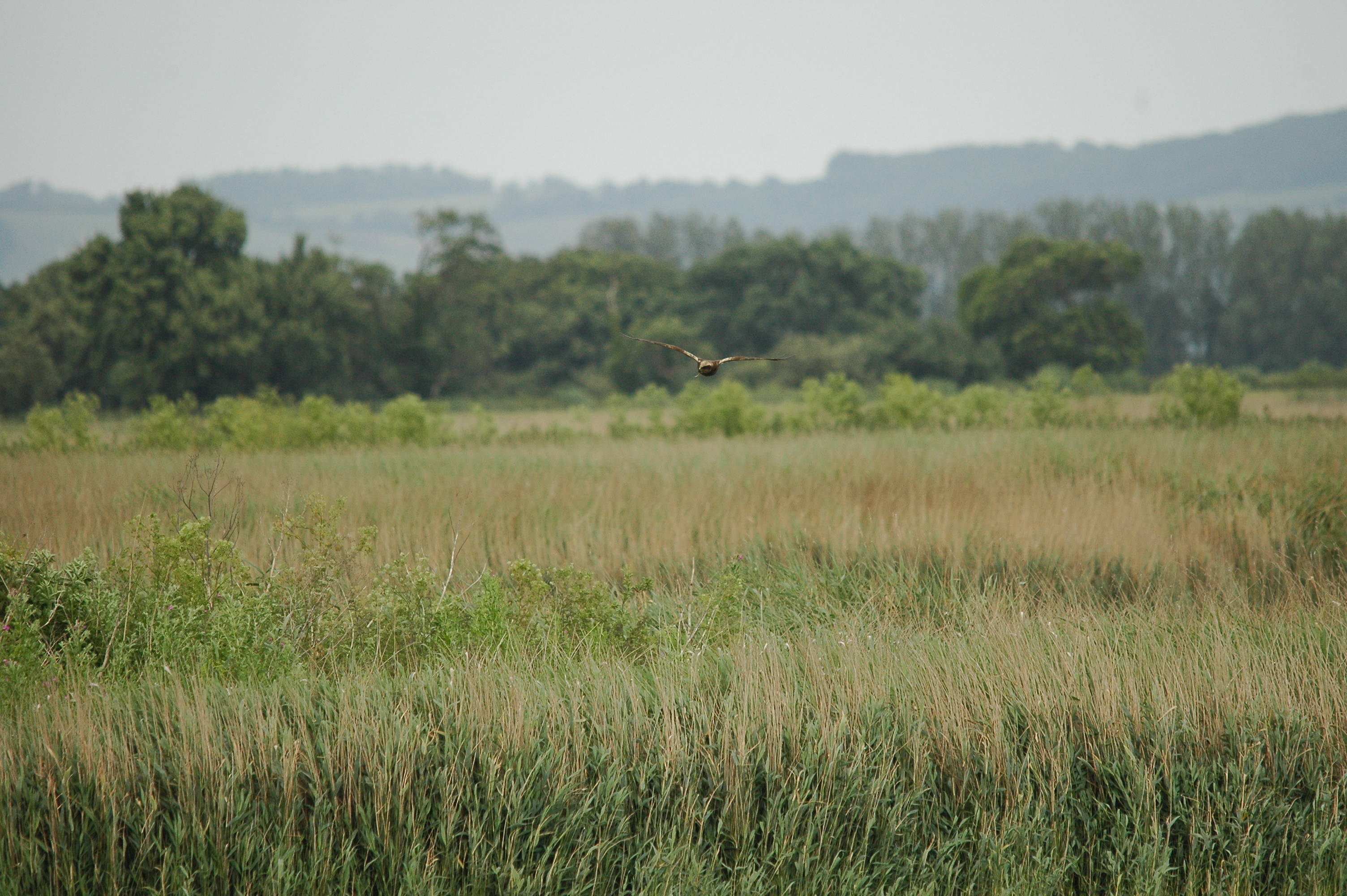 photos/wildlife/Bird_Species/032-Hawks-Eagles-Harriers-Falcons/0688-Western_Marsh-Harrier/dsc_2520.jpg