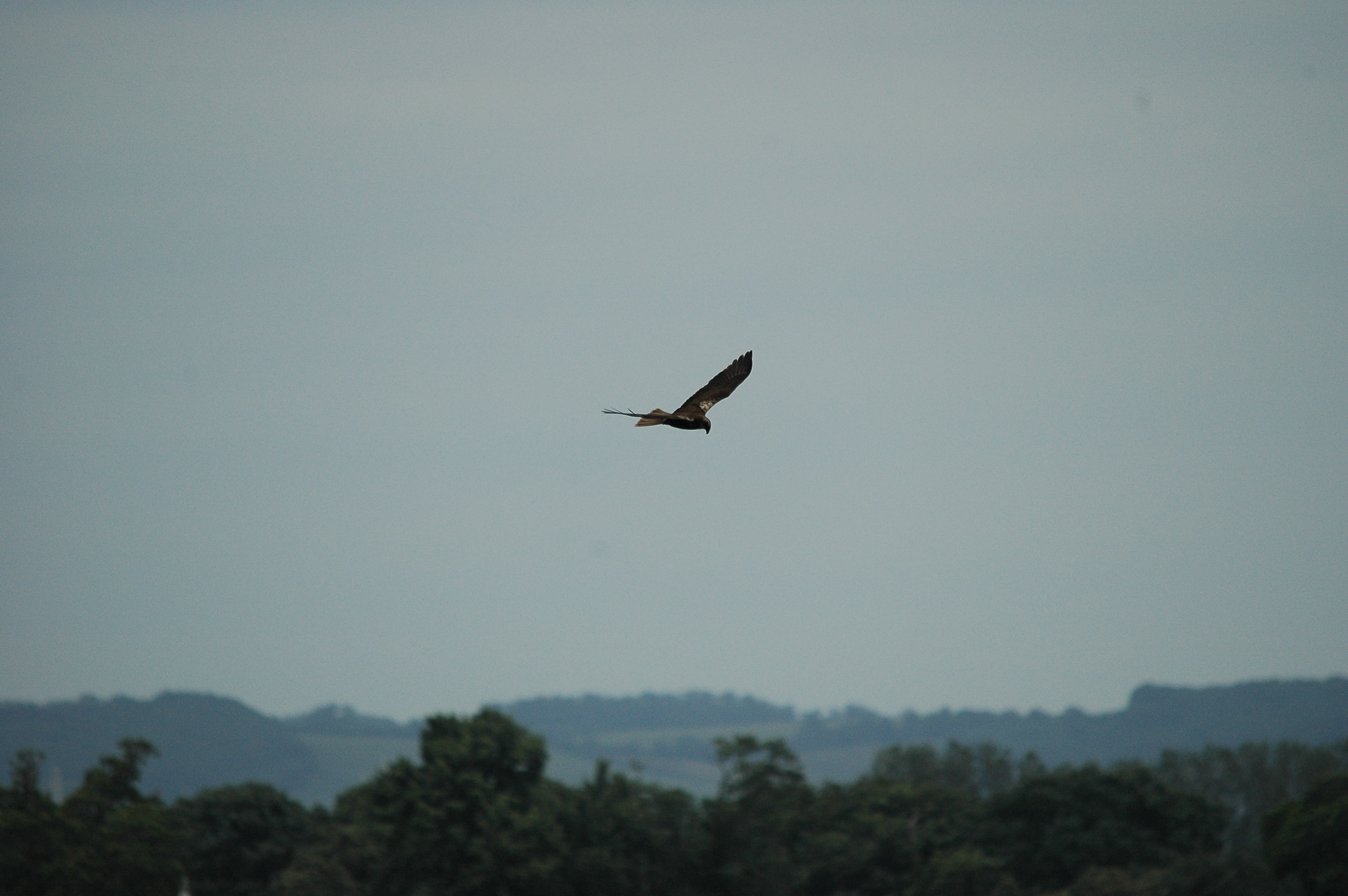 photos/wildlife/Bird_Species/032-Hawks-Eagles-Harriers-Falcons/0688-Western_Marsh-Harrier/dsc_2521.jpg
