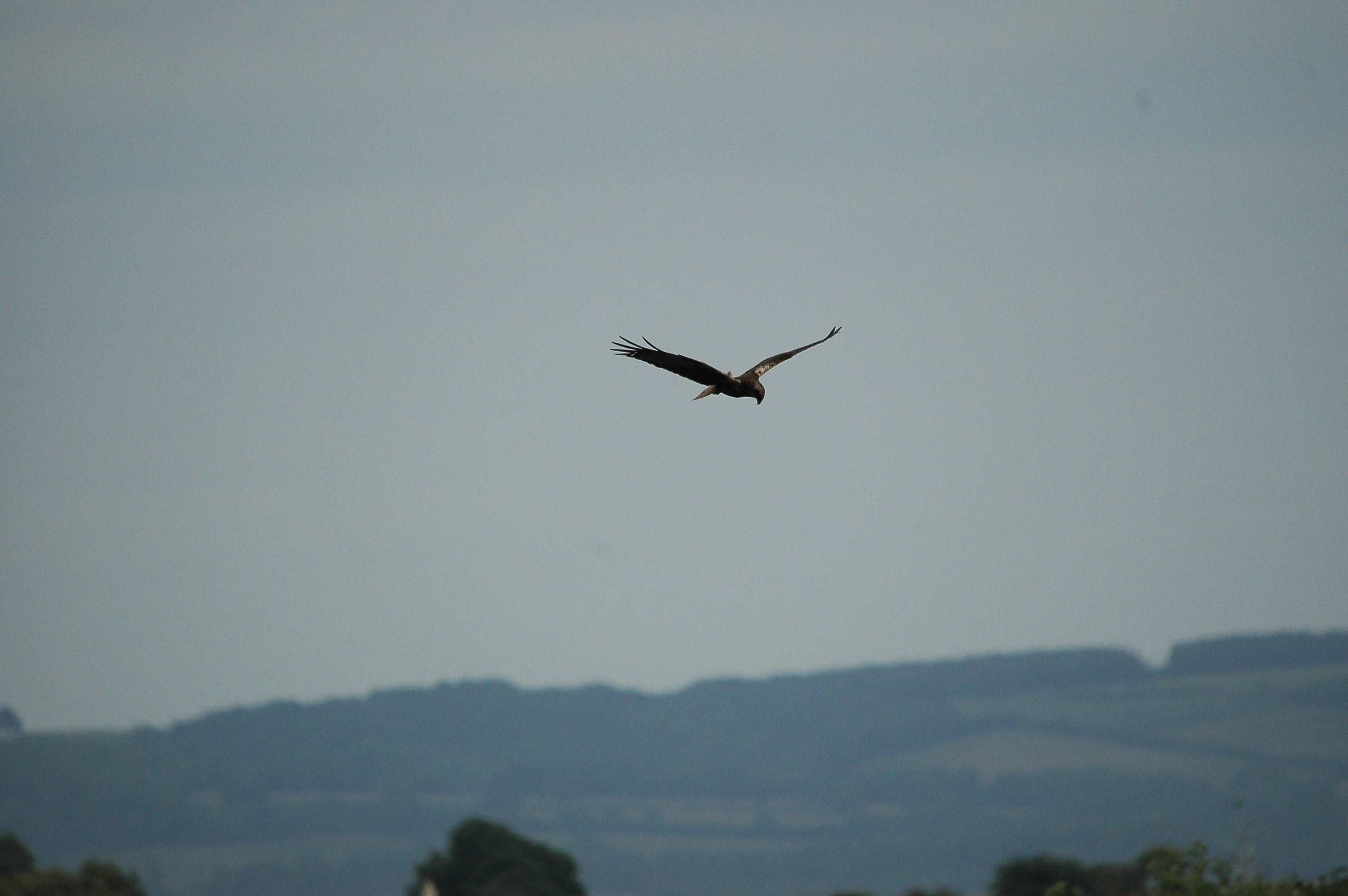 photos/wildlife/Bird_Species/032-Hawks-Eagles-Harriers-Falcons/0688-Western_Marsh-Harrier/dsc_2524.jpg