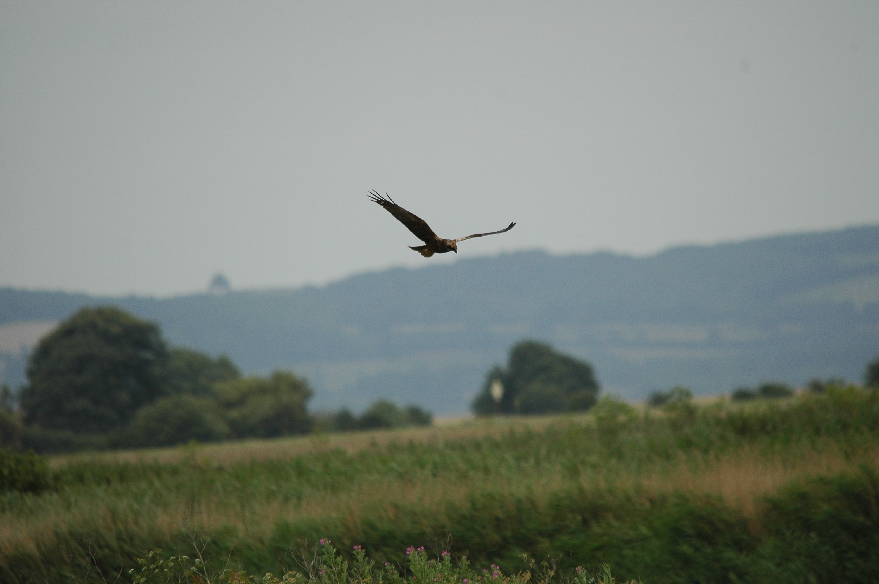 photos/wildlife/Bird_Species/032-Hawks-Eagles-Harriers-Falcons/0688-Western_Marsh-Harrier/dsc_2525.jpg