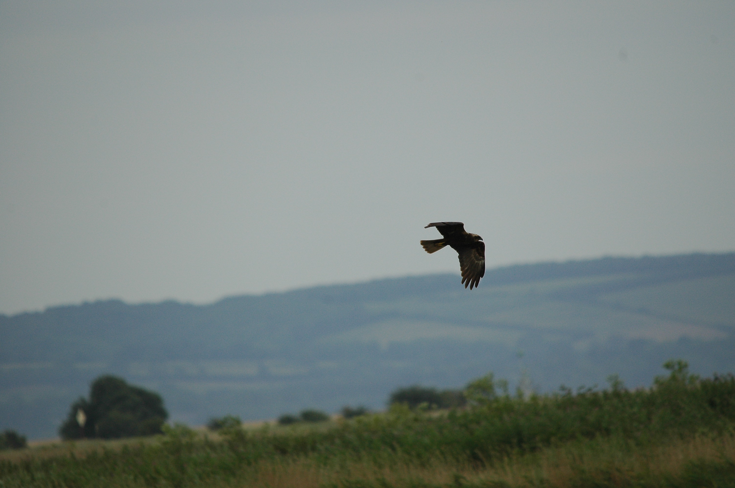 photos/wildlife/Bird_Species/032-Hawks-Eagles-Harriers-Falcons/0688-Western_Marsh-Harrier/dsc_2526.jpg