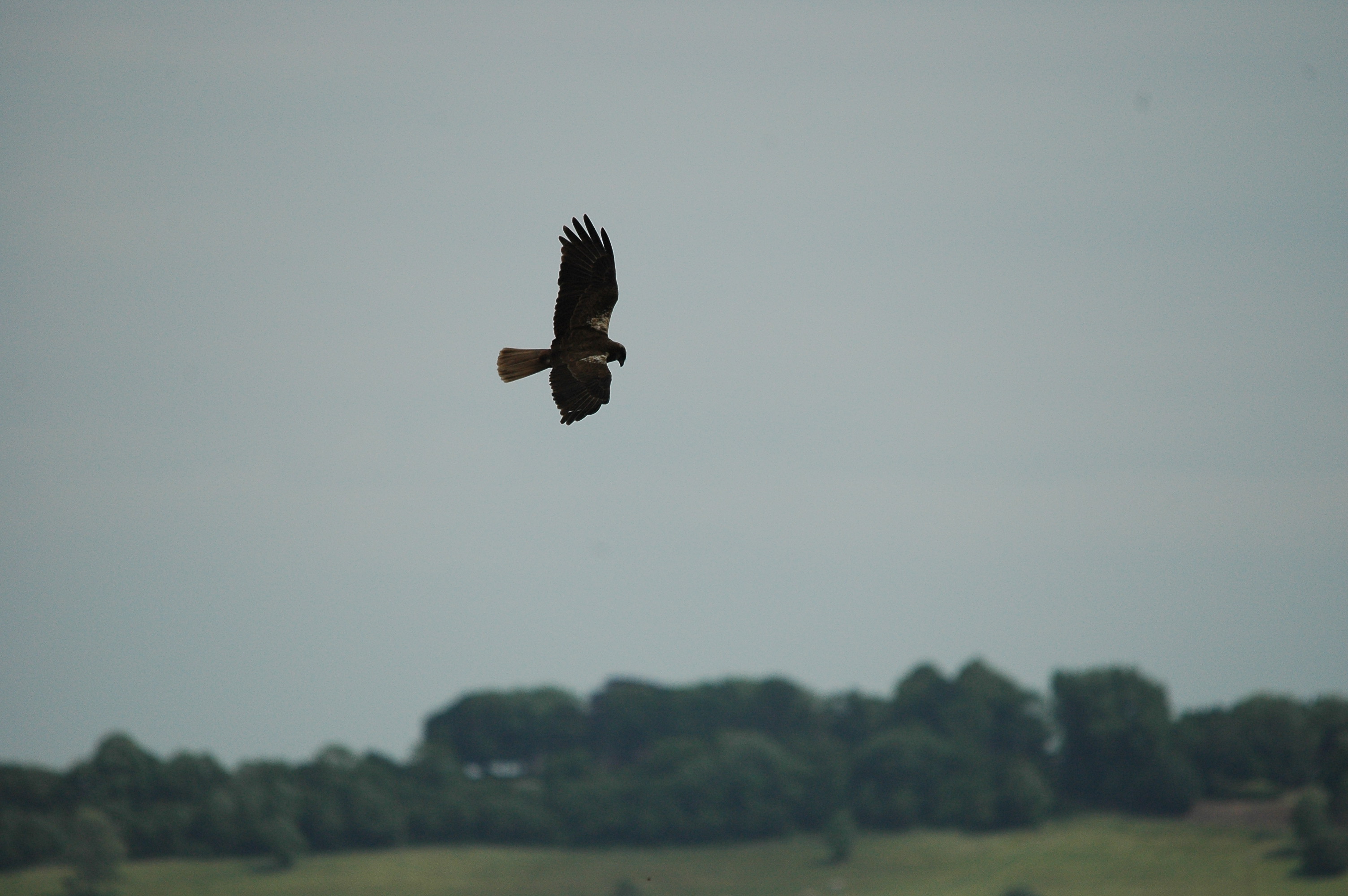 photos/wildlife/Bird_Species/032-Hawks-Eagles-Harriers-Falcons/0688-Western_Marsh-Harrier/dsc_2527.jpg