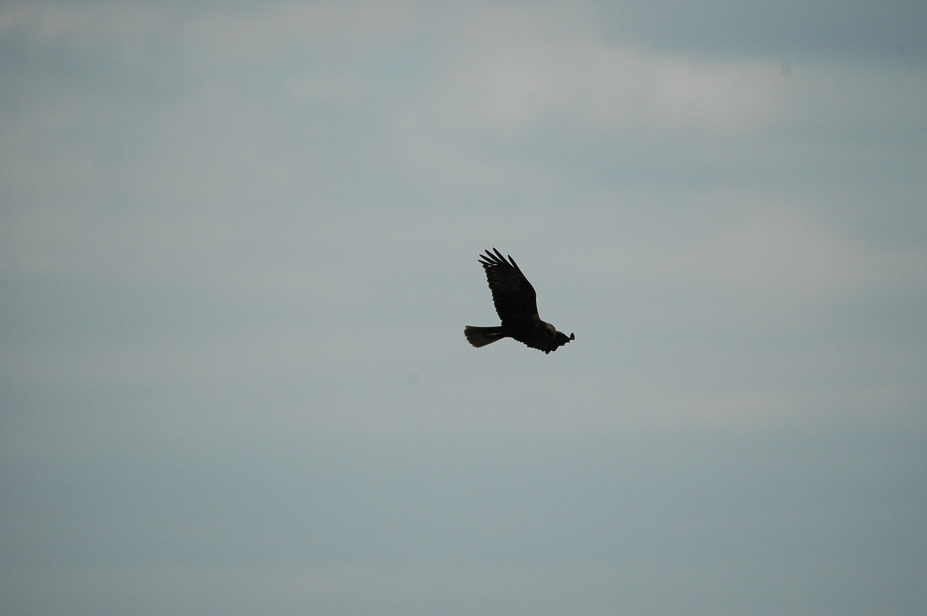 photos/wildlife/Bird_Species/032-Hawks-Eagles-Harriers-Falcons/0688-Western_Marsh-Harrier/dsc_2528.jpg