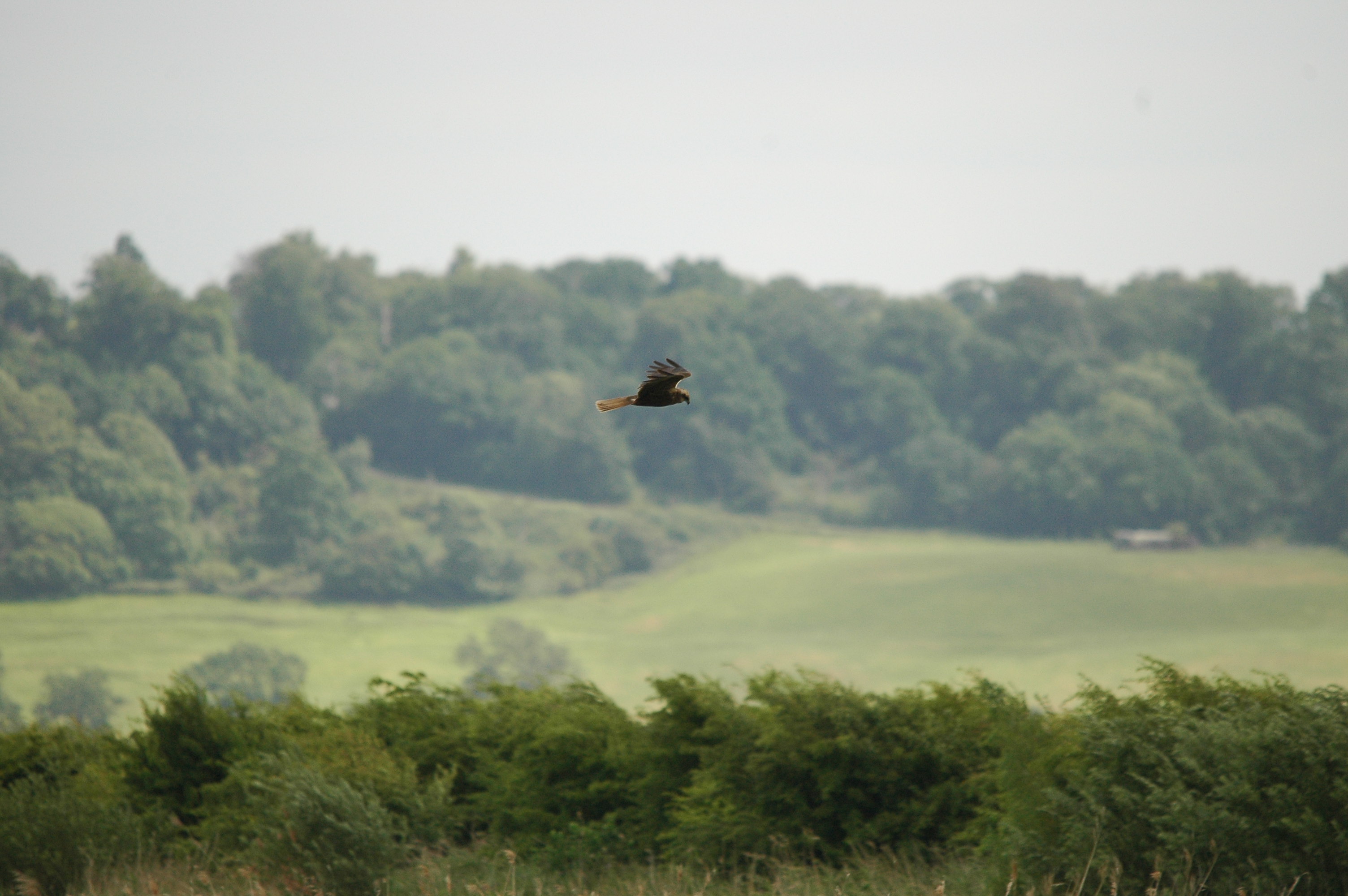 photos/wildlife/Bird_Species/032-Hawks-Eagles-Harriers-Falcons/0688-Western_Marsh-Harrier/dsc_2529.jpg