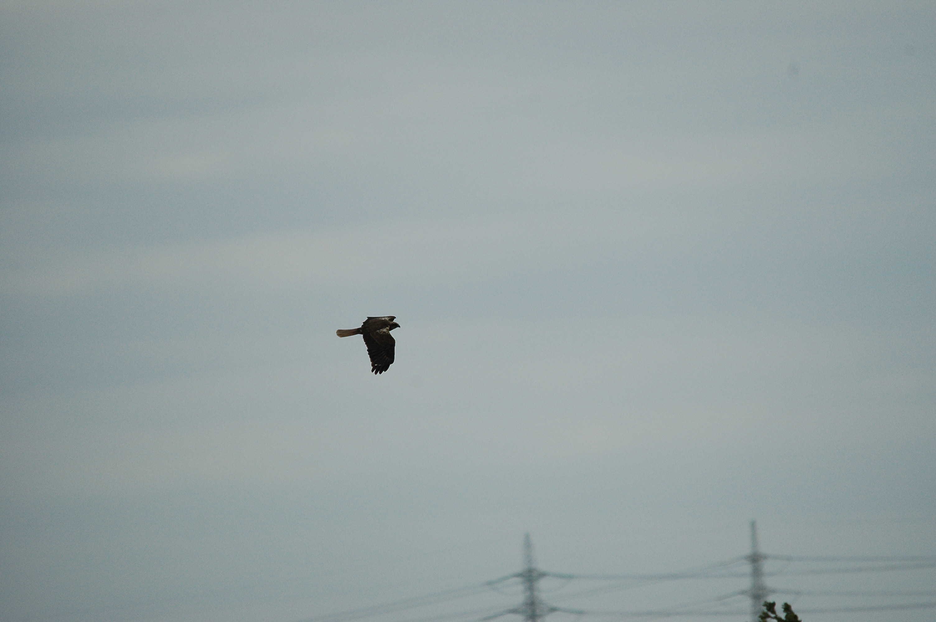 photos/wildlife/Bird_Species/032-Hawks-Eagles-Harriers-Falcons/0688-Western_Marsh-Harrier/dsc_2531.jpg