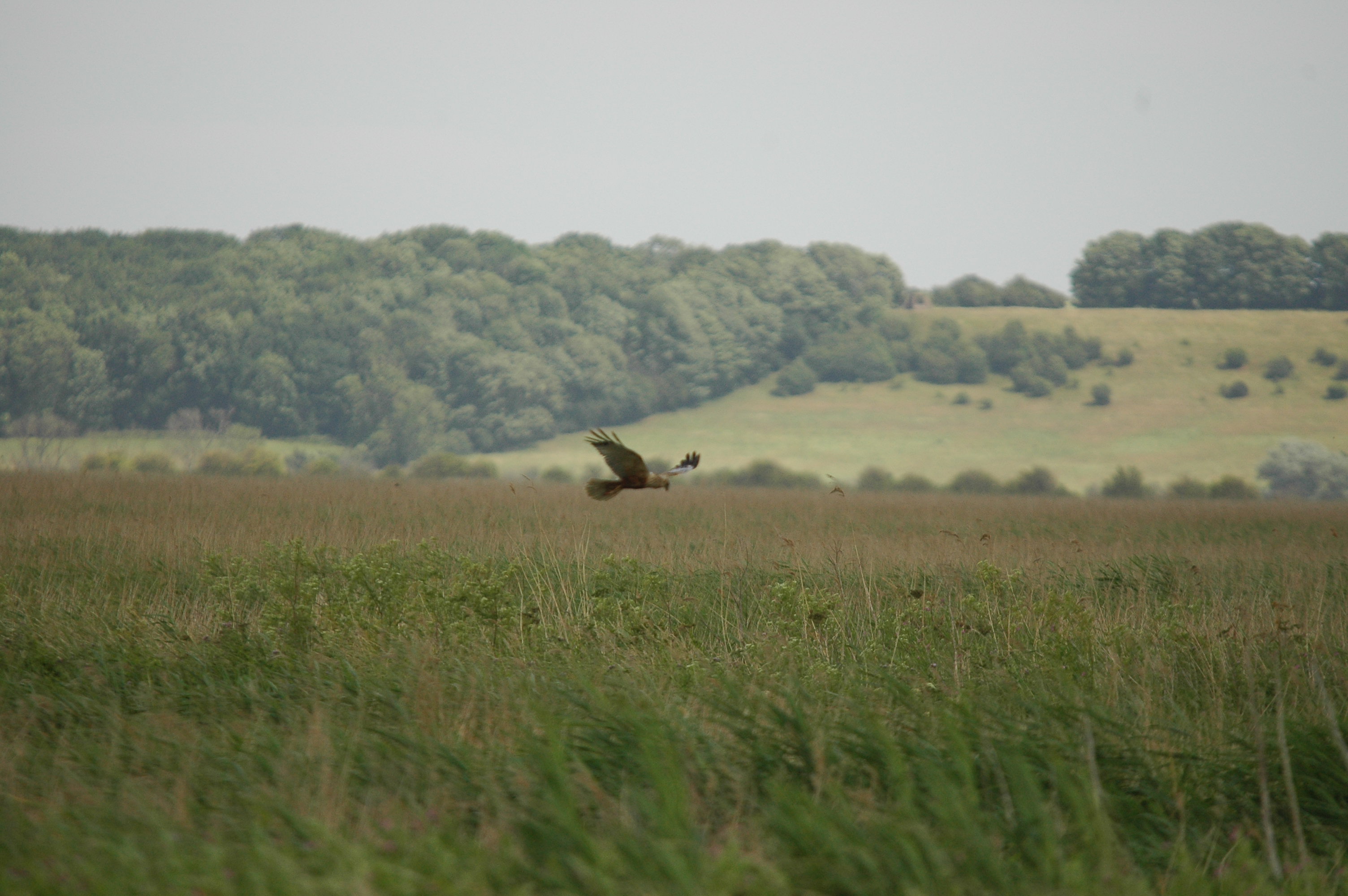 photos/wildlife/Bird_Species/032-Hawks-Eagles-Harriers-Falcons/0688-Western_Marsh-Harrier/dsc_2532.jpg