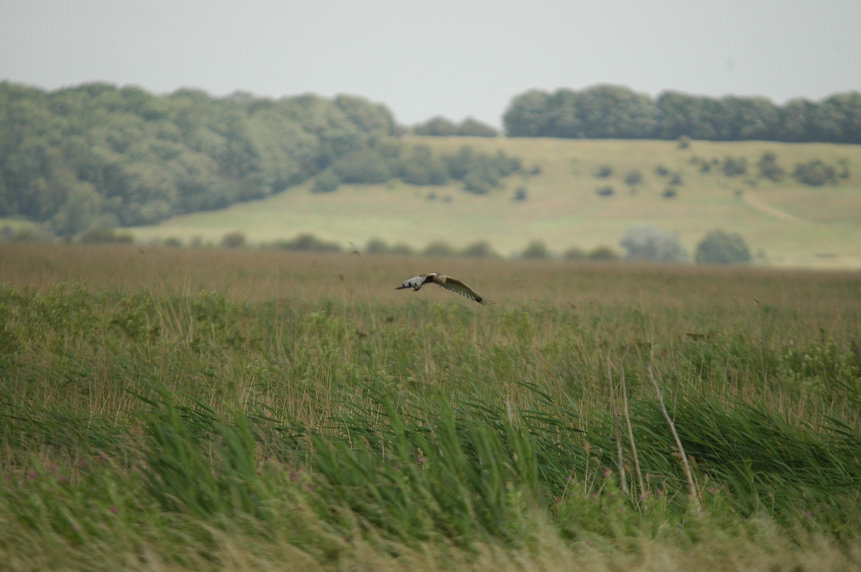 photos/wildlife/Bird_Species/032-Hawks-Eagles-Harriers-Falcons/0688-Western_Marsh-Harrier/dsc_2533.jpg