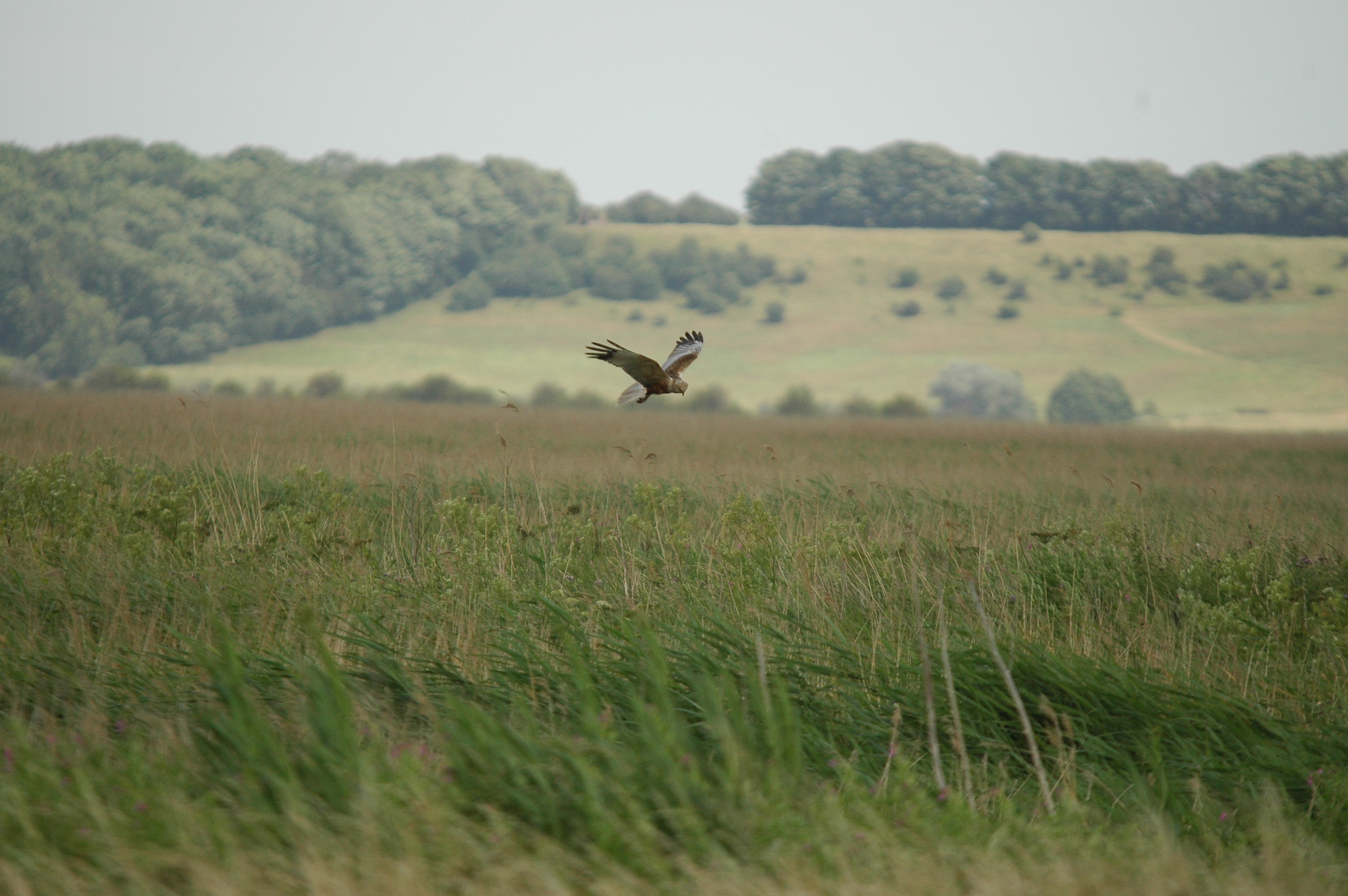 photos/wildlife/Bird_Species/032-Hawks-Eagles-Harriers-Falcons/0688-Western_Marsh-Harrier/dsc_2534.jpg