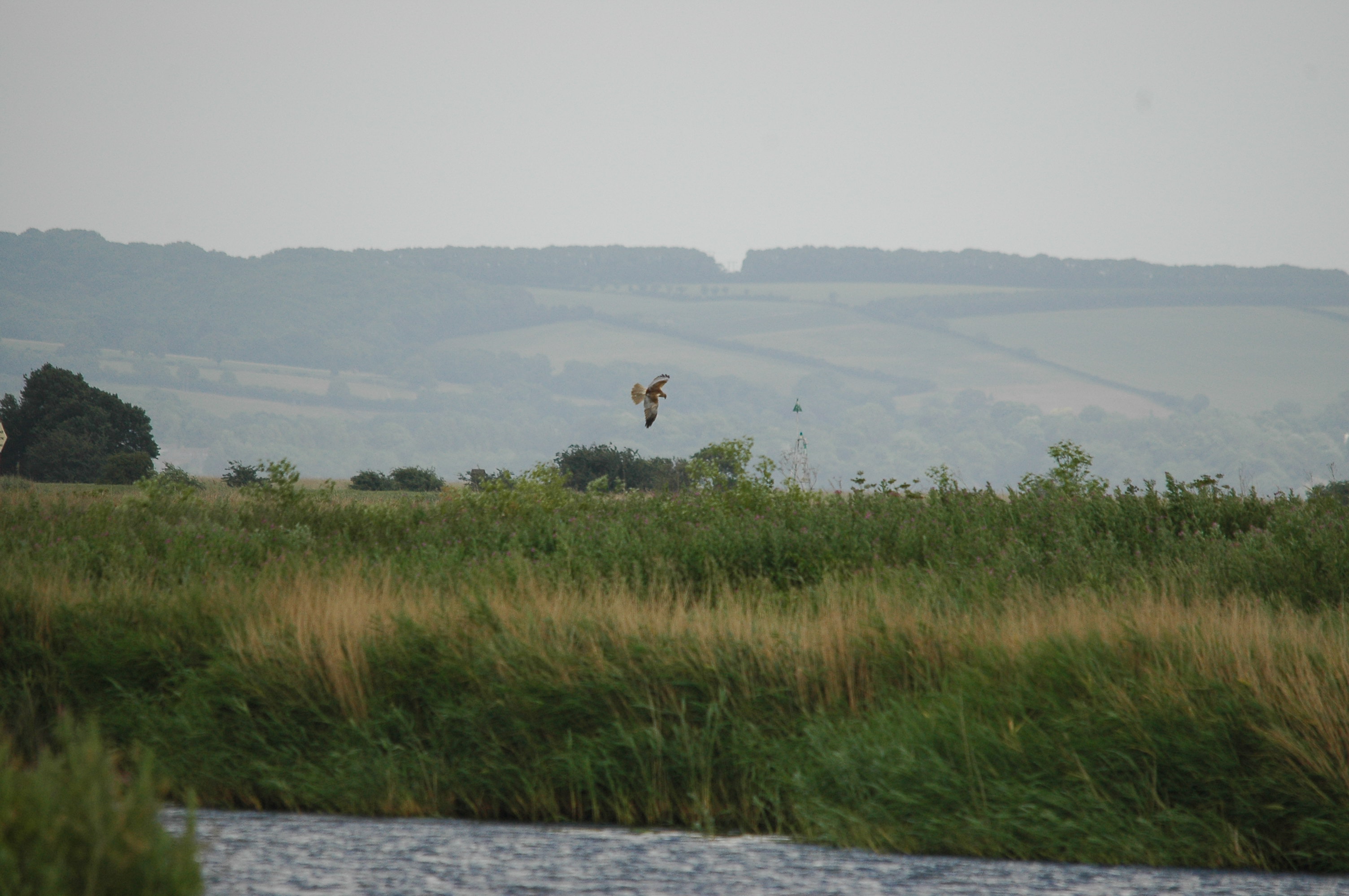 photos/wildlife/Bird_Species/032-Hawks-Eagles-Harriers-Falcons/0688-Western_Marsh-Harrier/dsc_2535.jpg