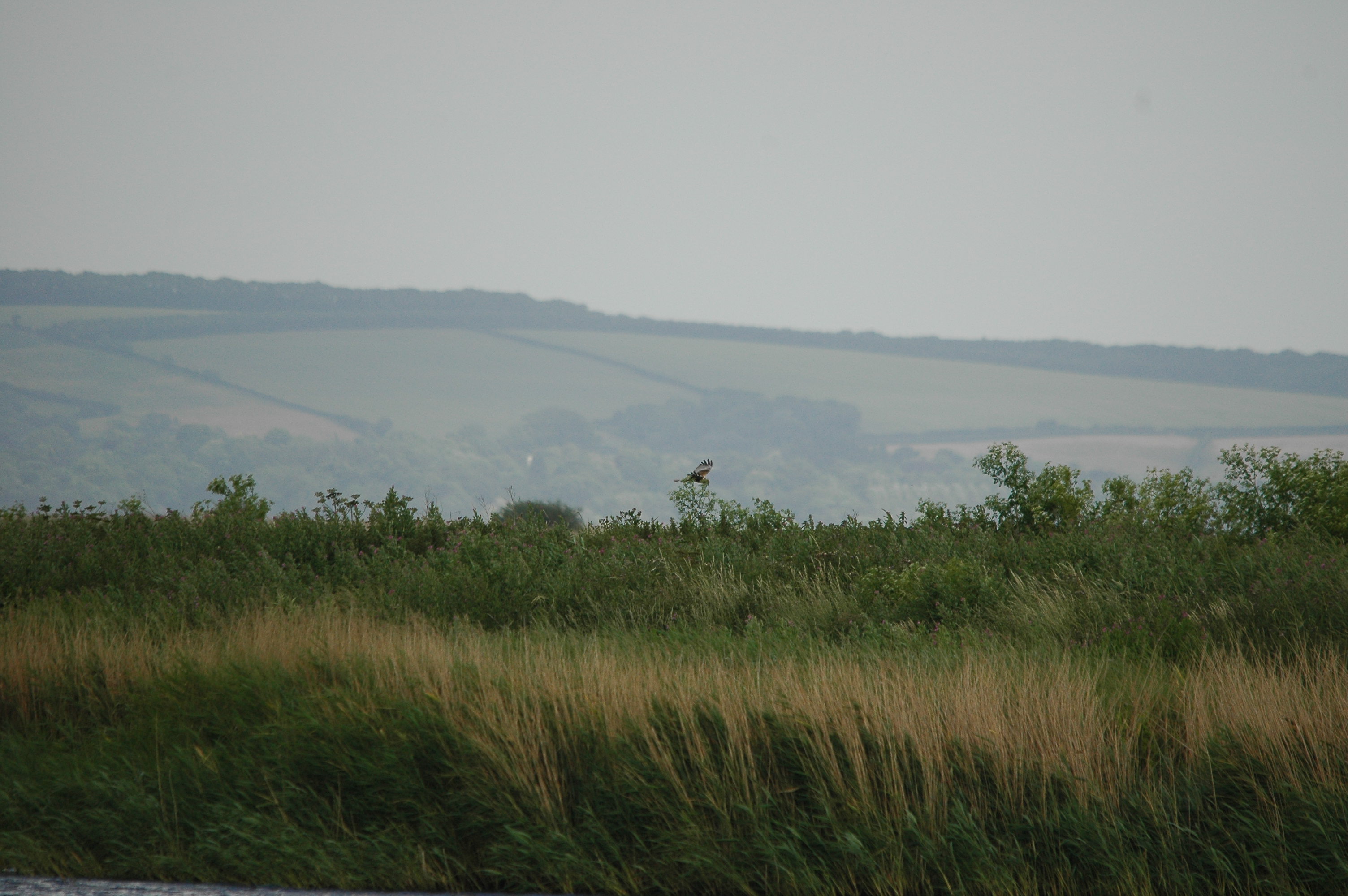 photos/wildlife/Bird_Species/032-Hawks-Eagles-Harriers-Falcons/0688-Western_Marsh-Harrier/dsc_2536.jpg