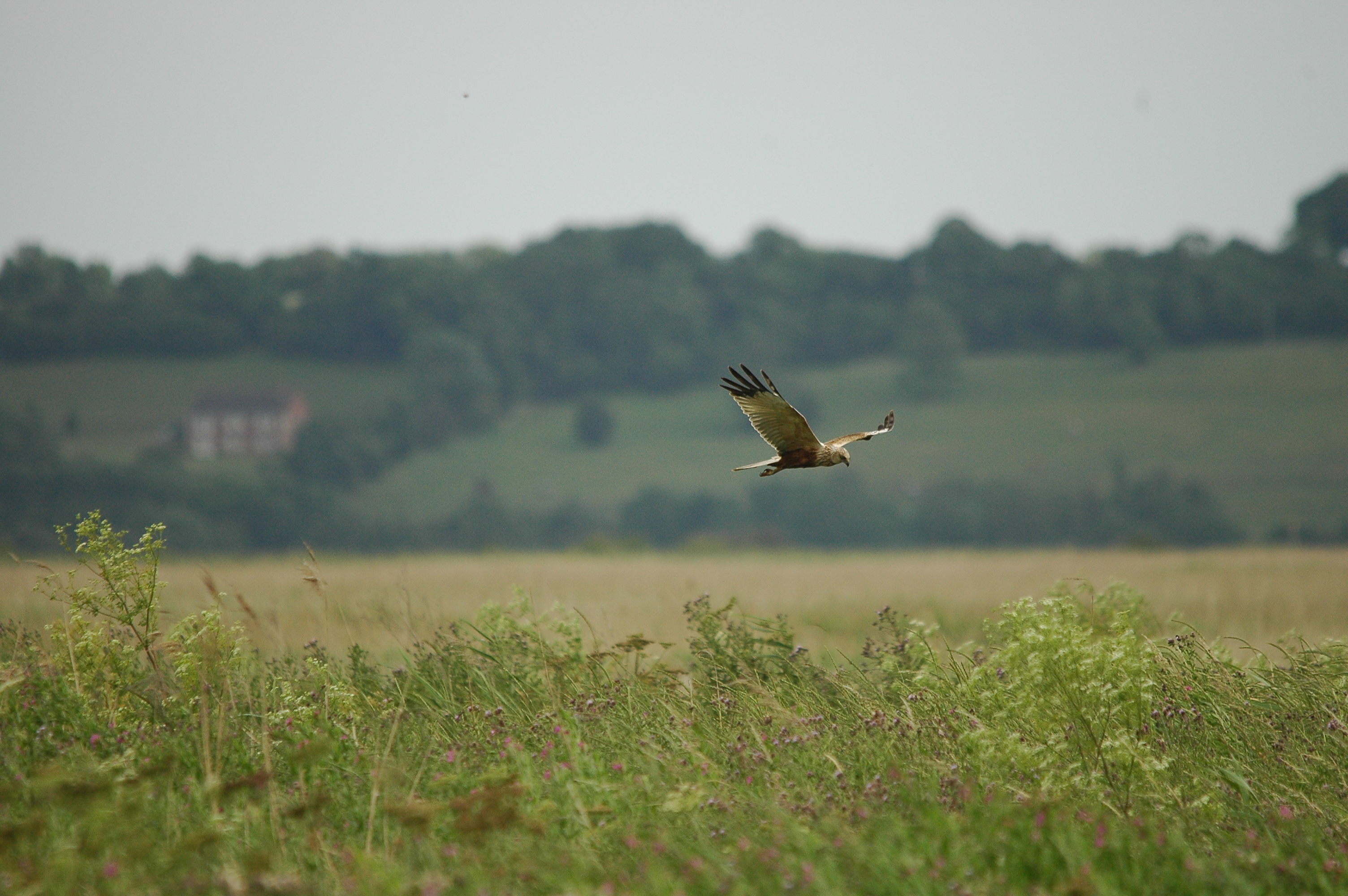 photos/wildlife/Bird_Species/032-Hawks-Eagles-Harriers-Falcons/0688-Western_Marsh-Harrier/dsc_2540.jpg