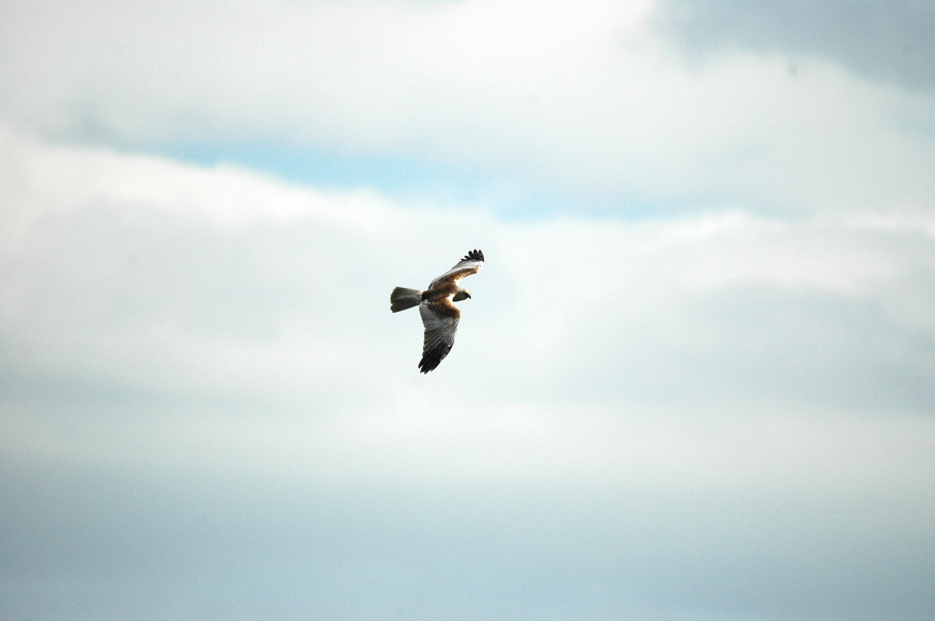 photos/wildlife/Bird_Species/032-Hawks-Eagles-Harriers-Falcons/0688-Western_Marsh-Harrier/dsc_2556.jpg