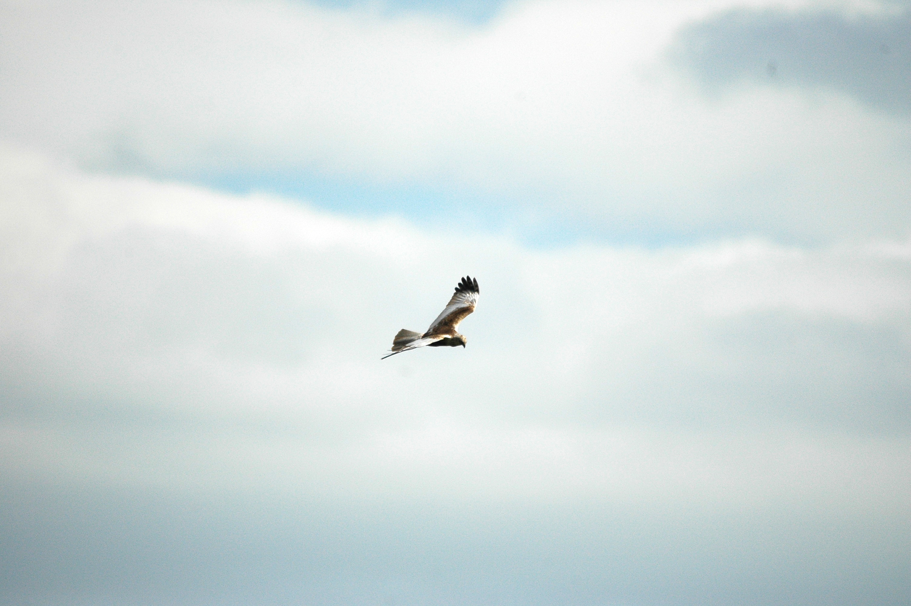 photos/wildlife/Bird_Species/032-Hawks-Eagles-Harriers-Falcons/0688-Western_Marsh-Harrier/dsc_2557.jpg