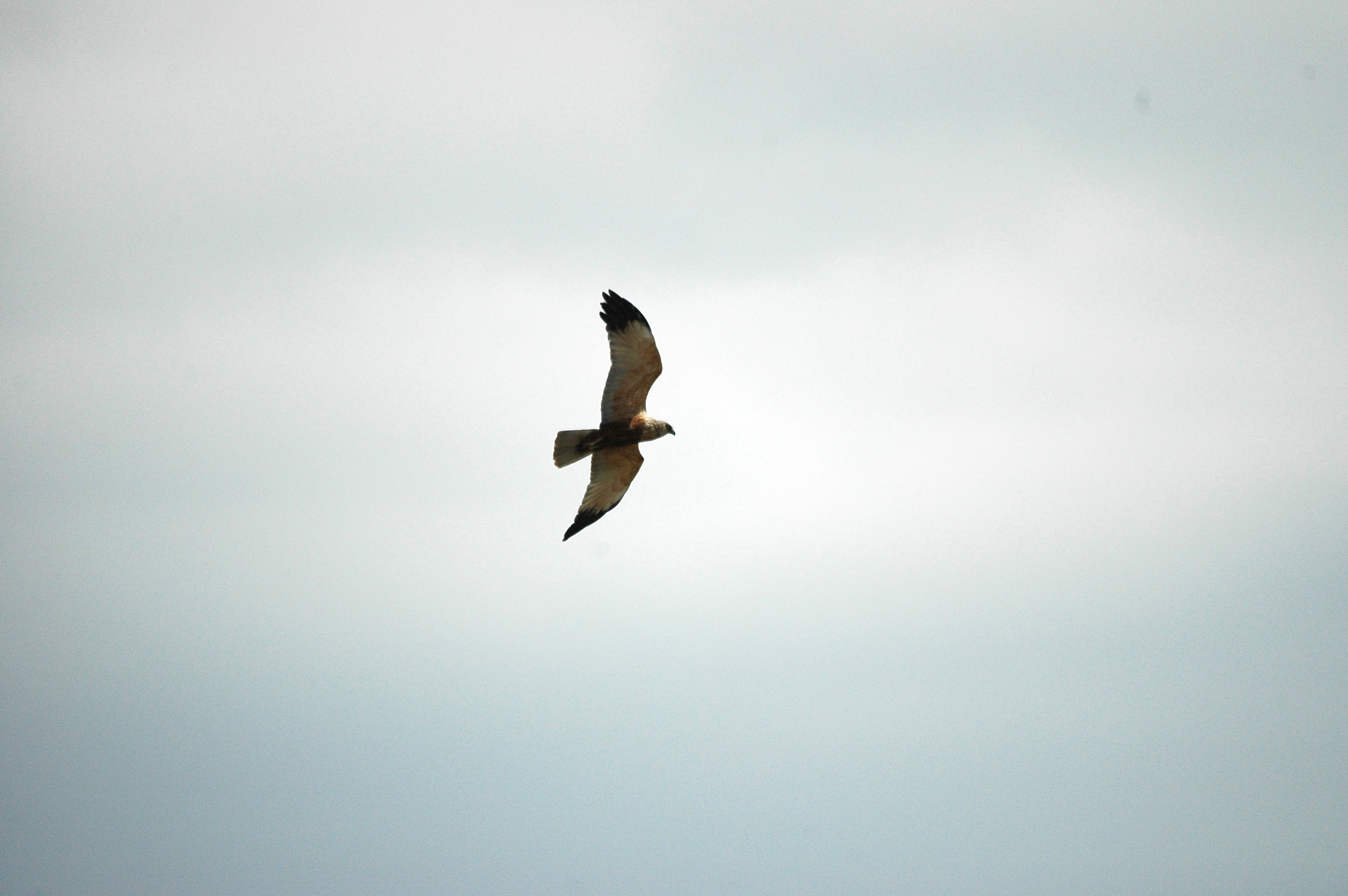 photos/wildlife/Bird_Species/032-Hawks-Eagles-Harriers-Falcons/0688-Western_Marsh-Harrier/dsc_2558.jpg