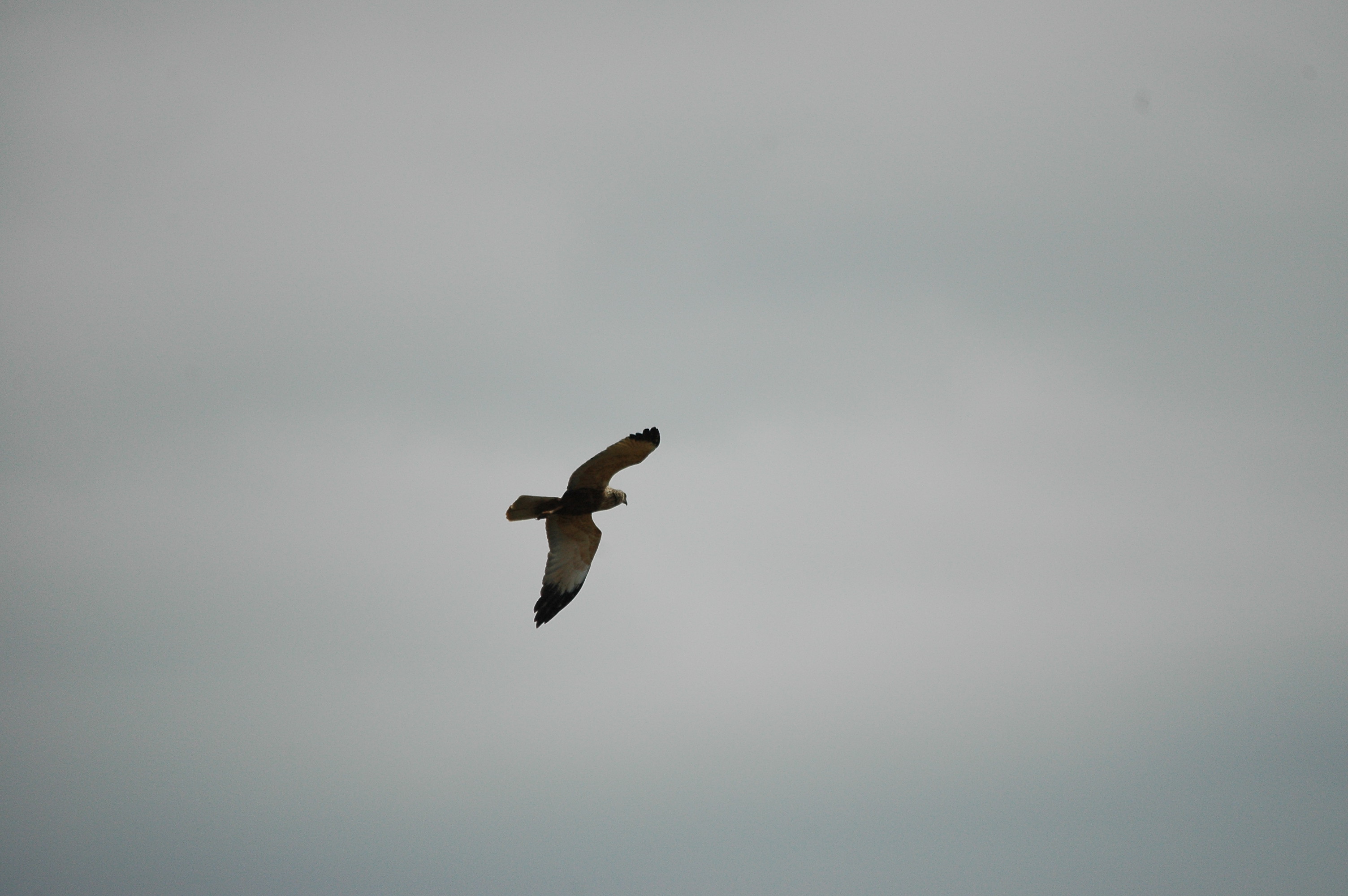 photos/wildlife/Bird_Species/032-Hawks-Eagles-Harriers-Falcons/0688-Western_Marsh-Harrier/dsc_2559.jpg