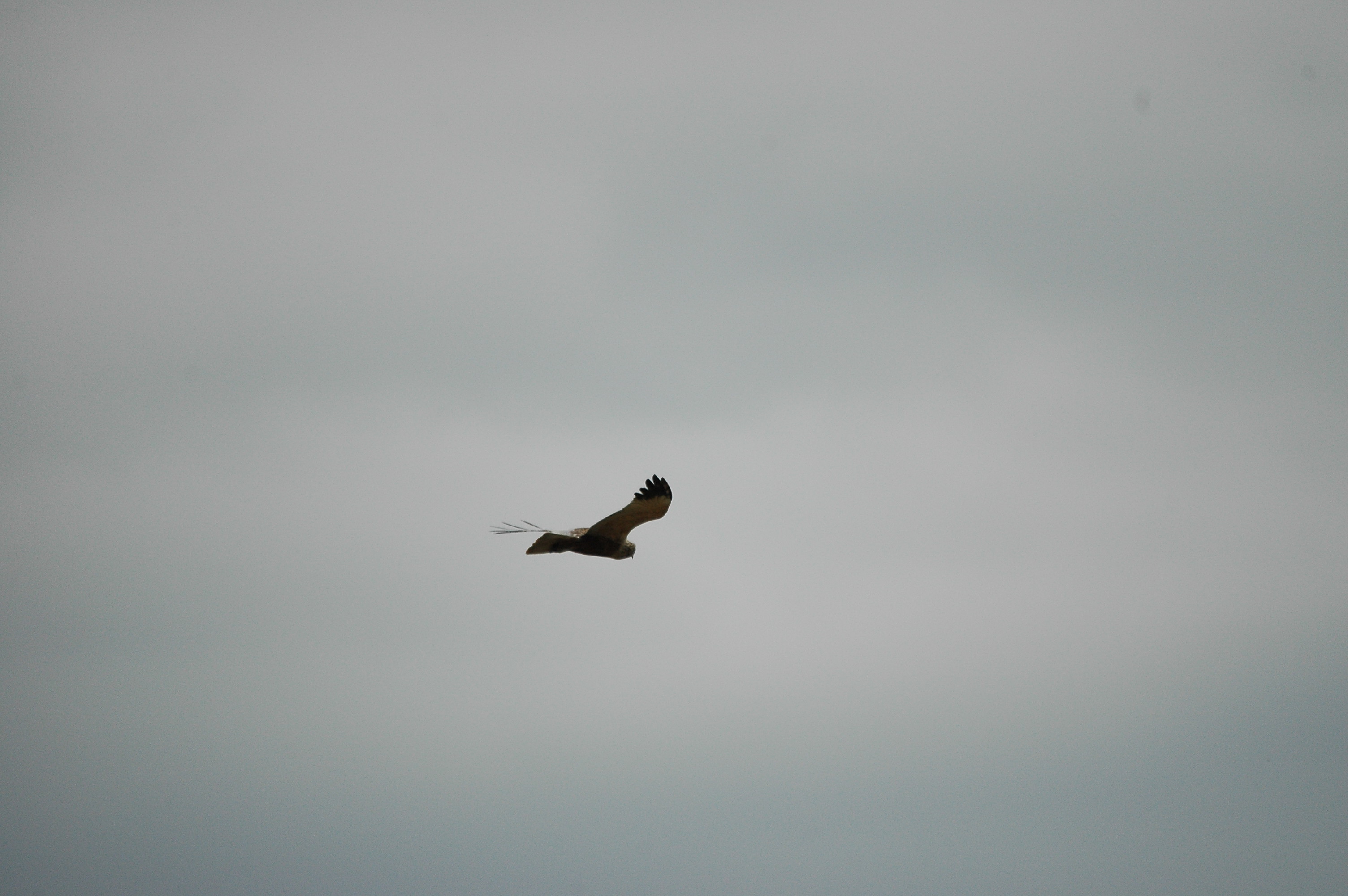 photos/wildlife/Bird_Species/032-Hawks-Eagles-Harriers-Falcons/0688-Western_Marsh-Harrier/dsc_2560.jpg
