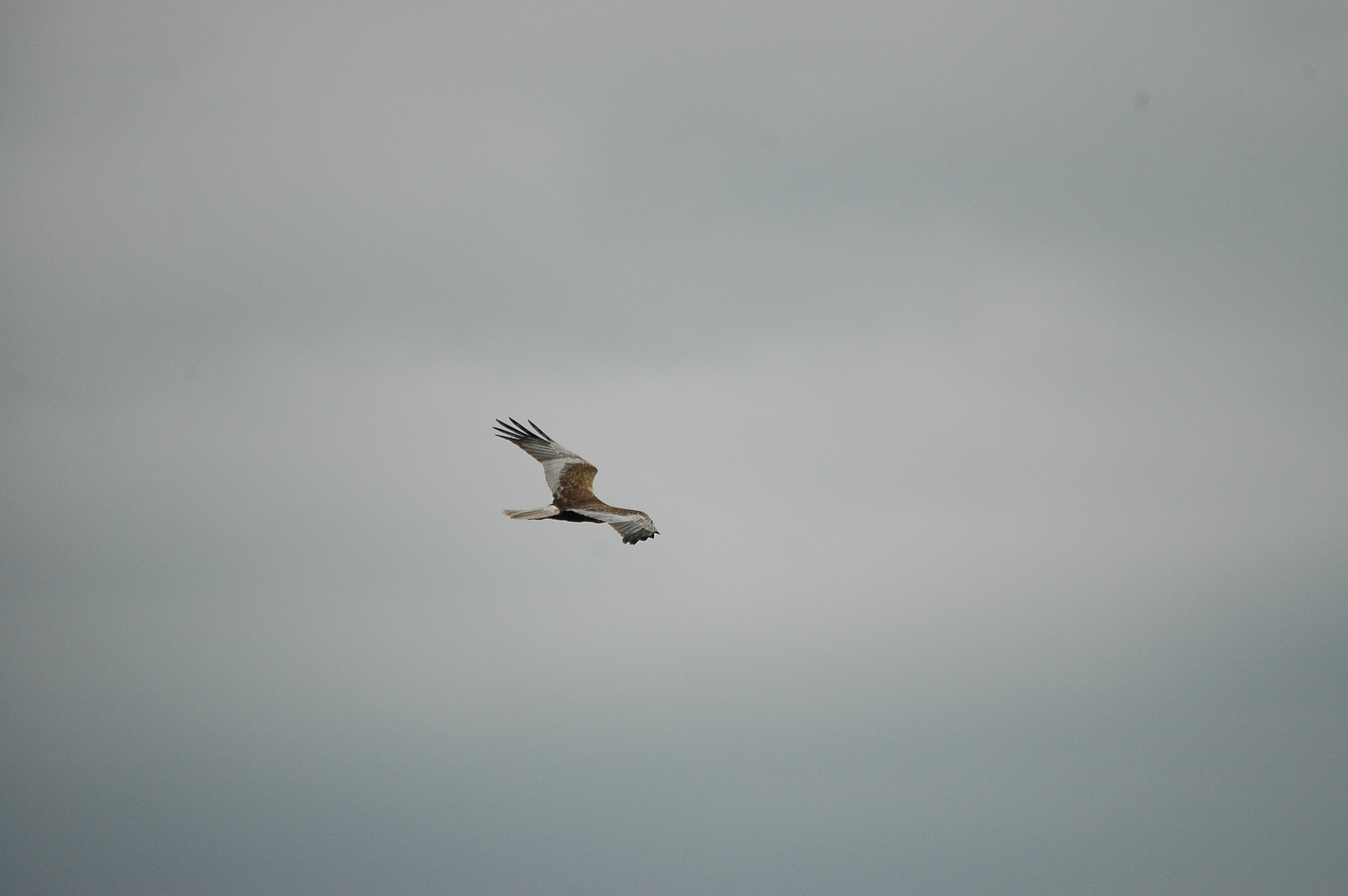 photos/wildlife/Bird_Species/032-Hawks-Eagles-Harriers-Falcons/0688-Western_Marsh-Harrier/dsc_2561.jpg