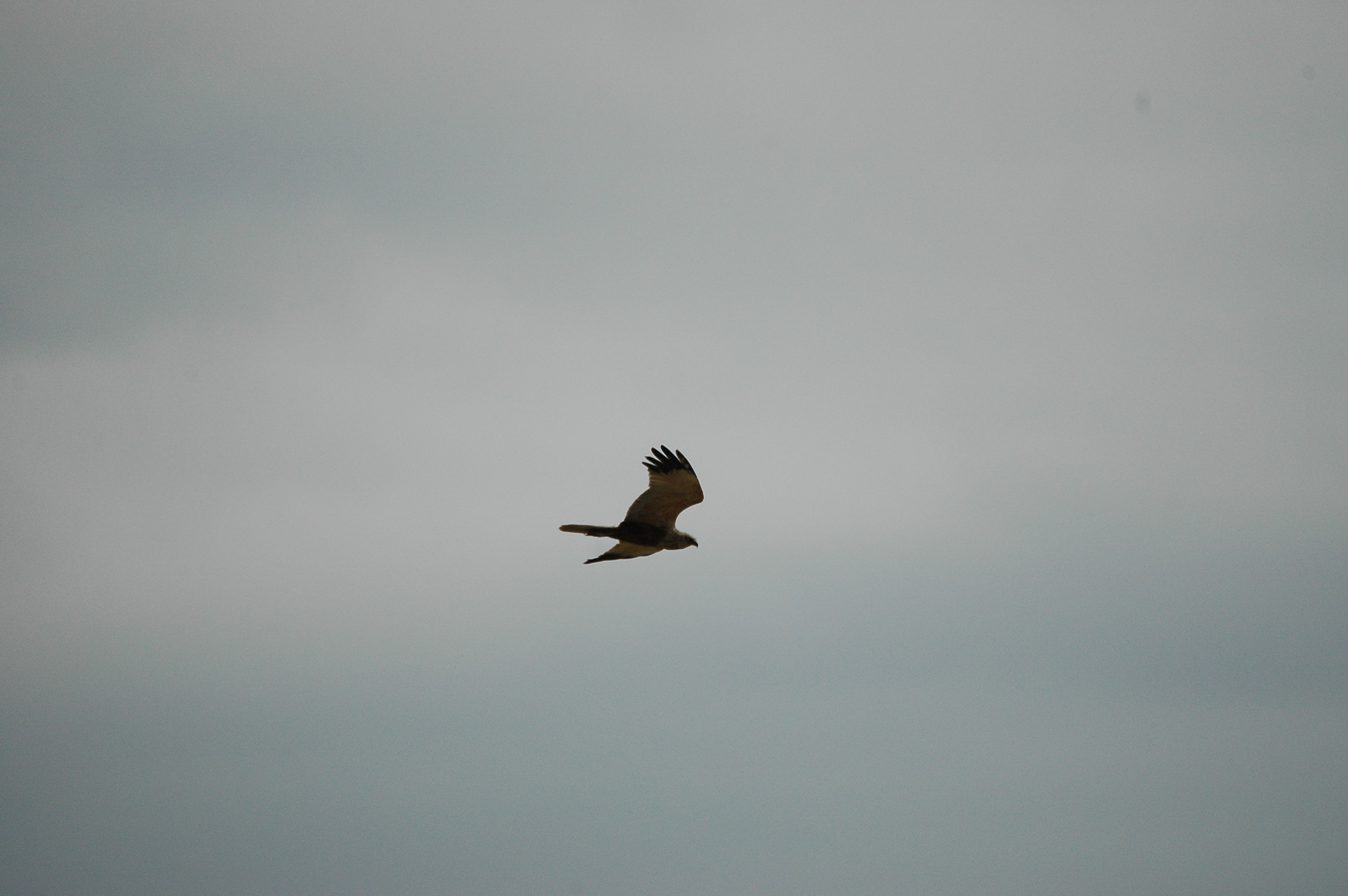 photos/wildlife/Bird_Species/032-Hawks-Eagles-Harriers-Falcons/0688-Western_Marsh-Harrier/dsc_2562.jpg