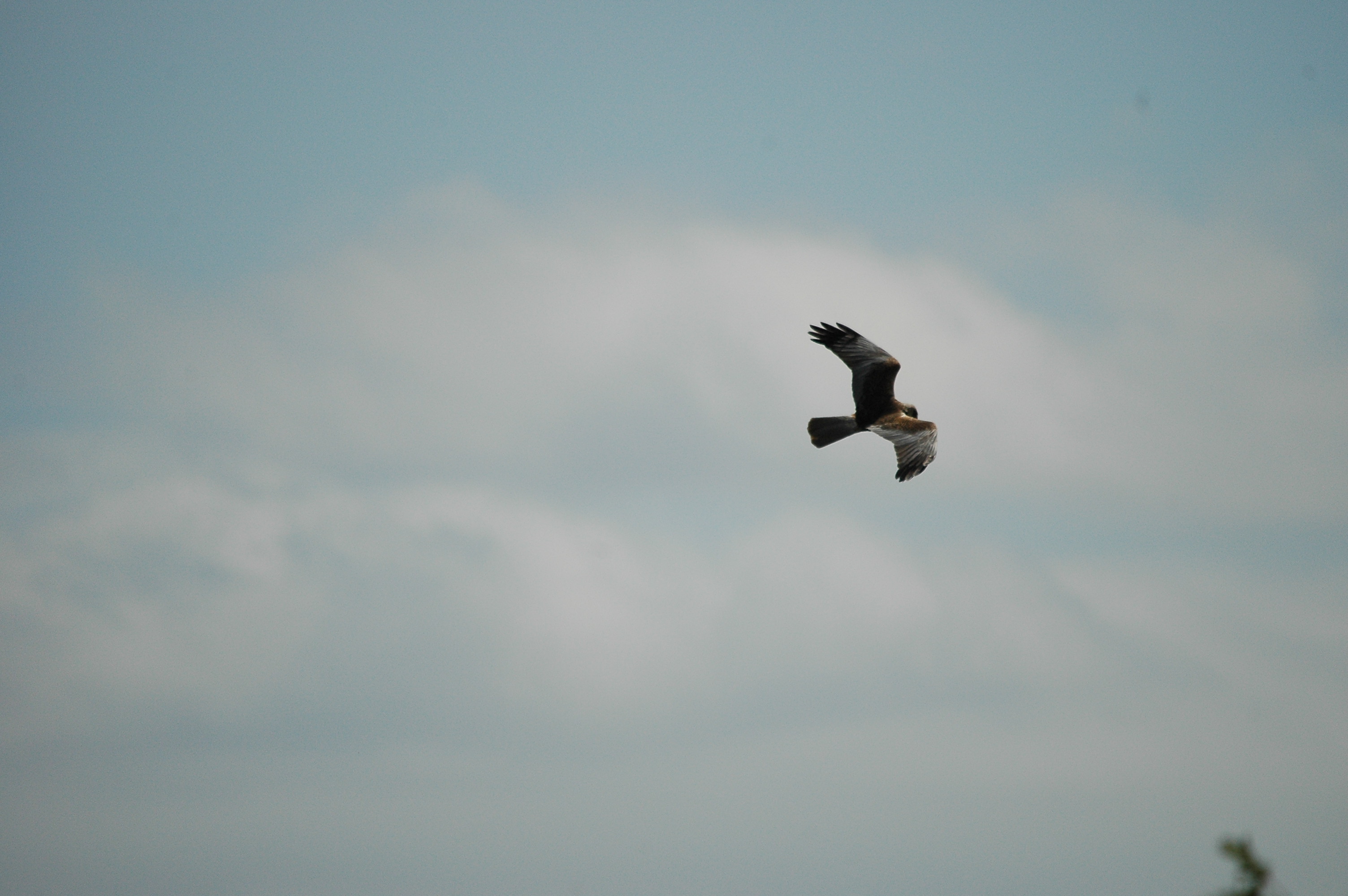 photos/wildlife/Bird_Species/032-Hawks-Eagles-Harriers-Falcons/0688-Western_Marsh-Harrier/dsc_2563.jpg