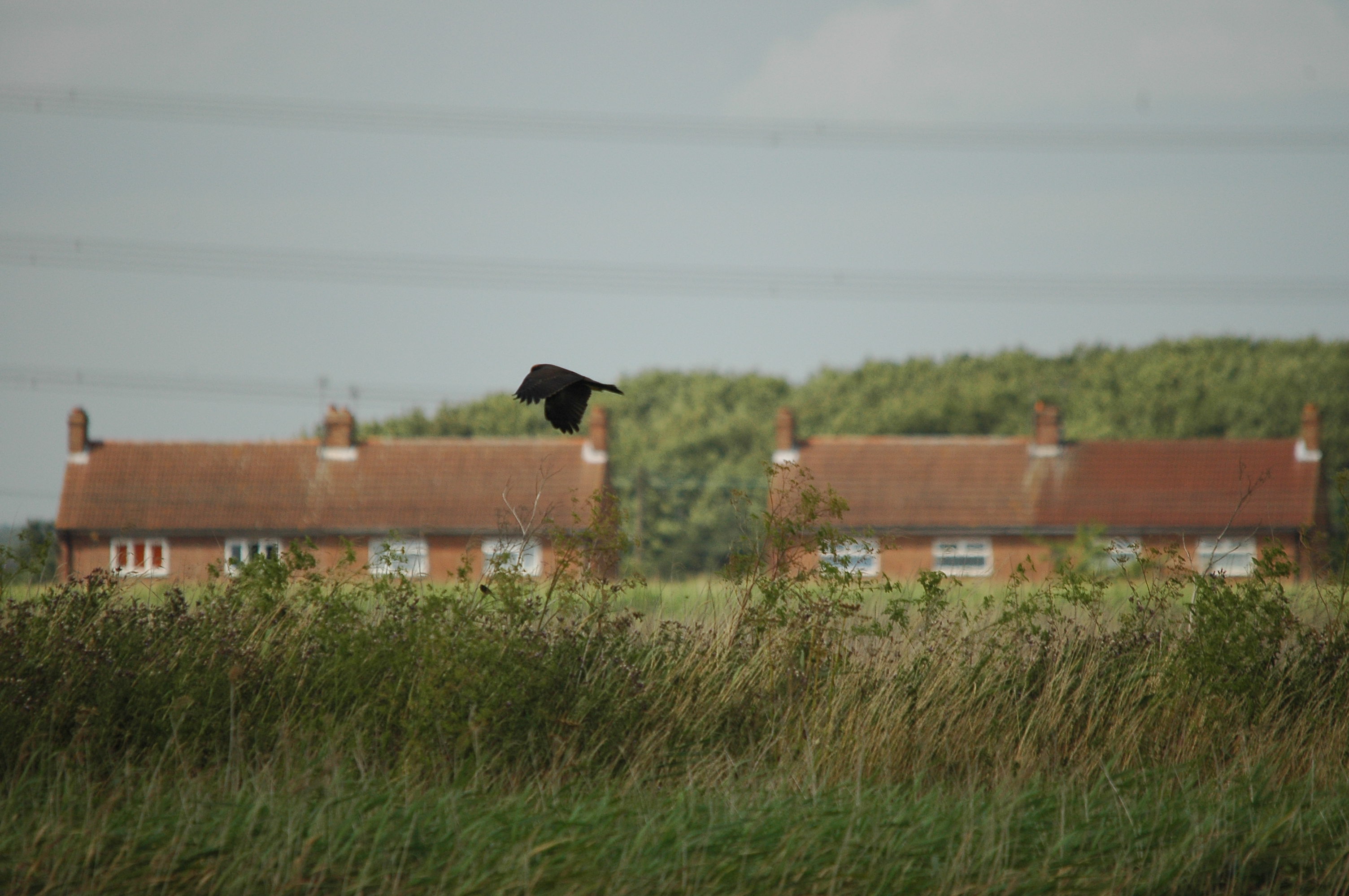 photos/wildlife/Bird_Species/032-Hawks-Eagles-Harriers-Falcons/0688-Western_Marsh-Harrier/dsc_2652.jpg