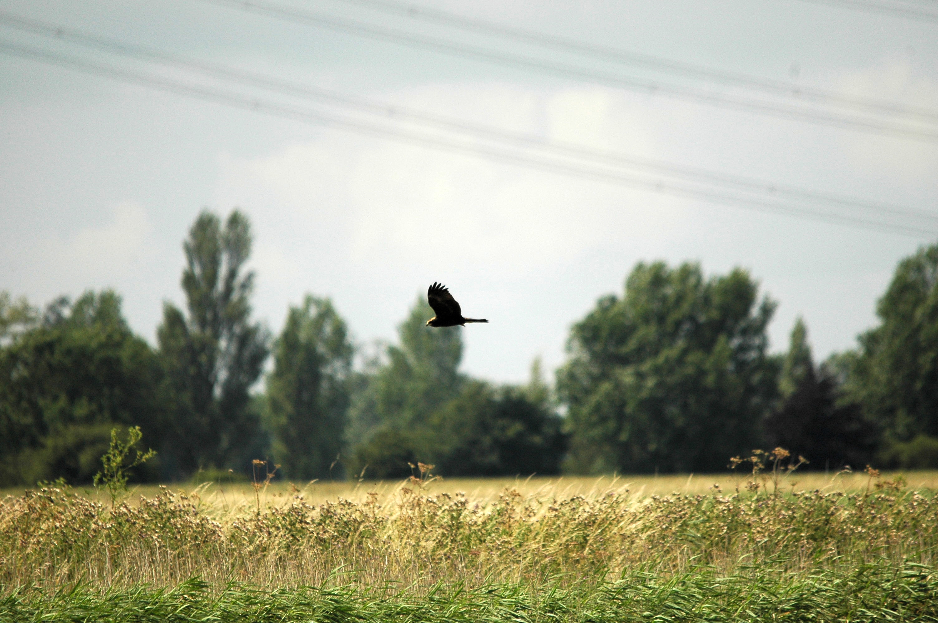 photos/wildlife/Bird_Species/032-Hawks-Eagles-Harriers-Falcons/0688-Western_Marsh-Harrier/dsc_2657.jpg