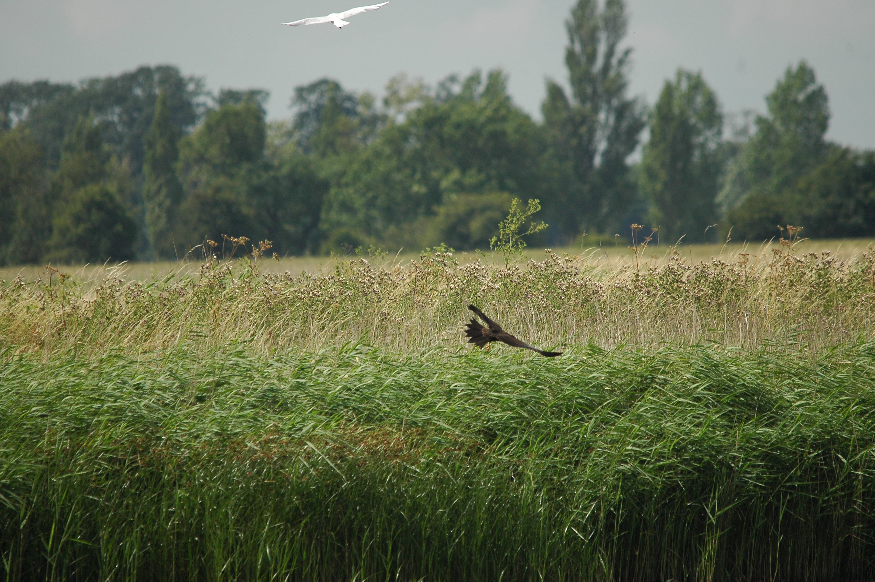 photos/wildlife/Bird_Species/032-Hawks-Eagles-Harriers-Falcons/0688-Western_Marsh-Harrier/dsc_2660.jpg