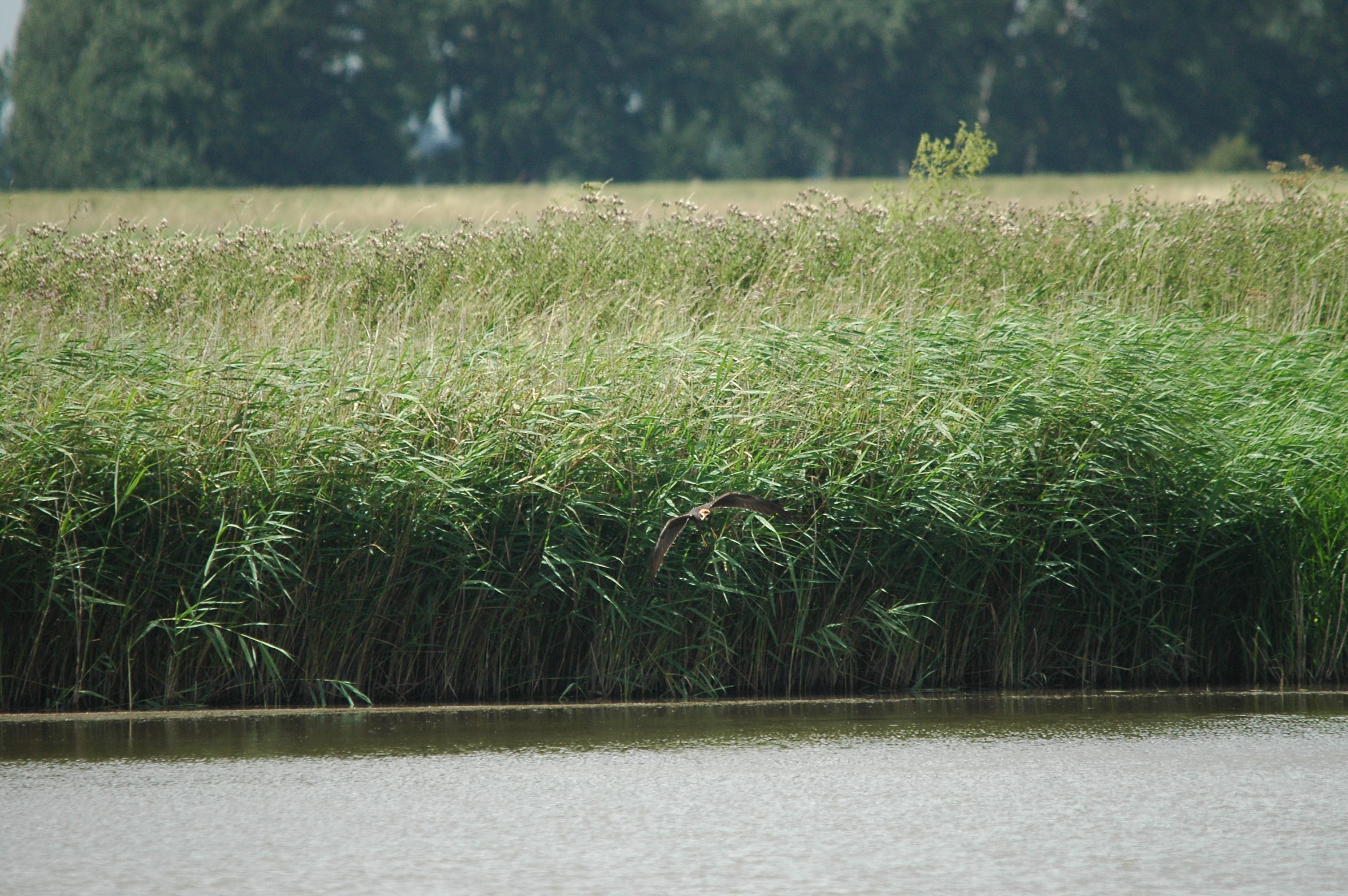 photos/wildlife/Bird_Species/032-Hawks-Eagles-Harriers-Falcons/0688-Western_Marsh-Harrier/dsc_2661.jpg