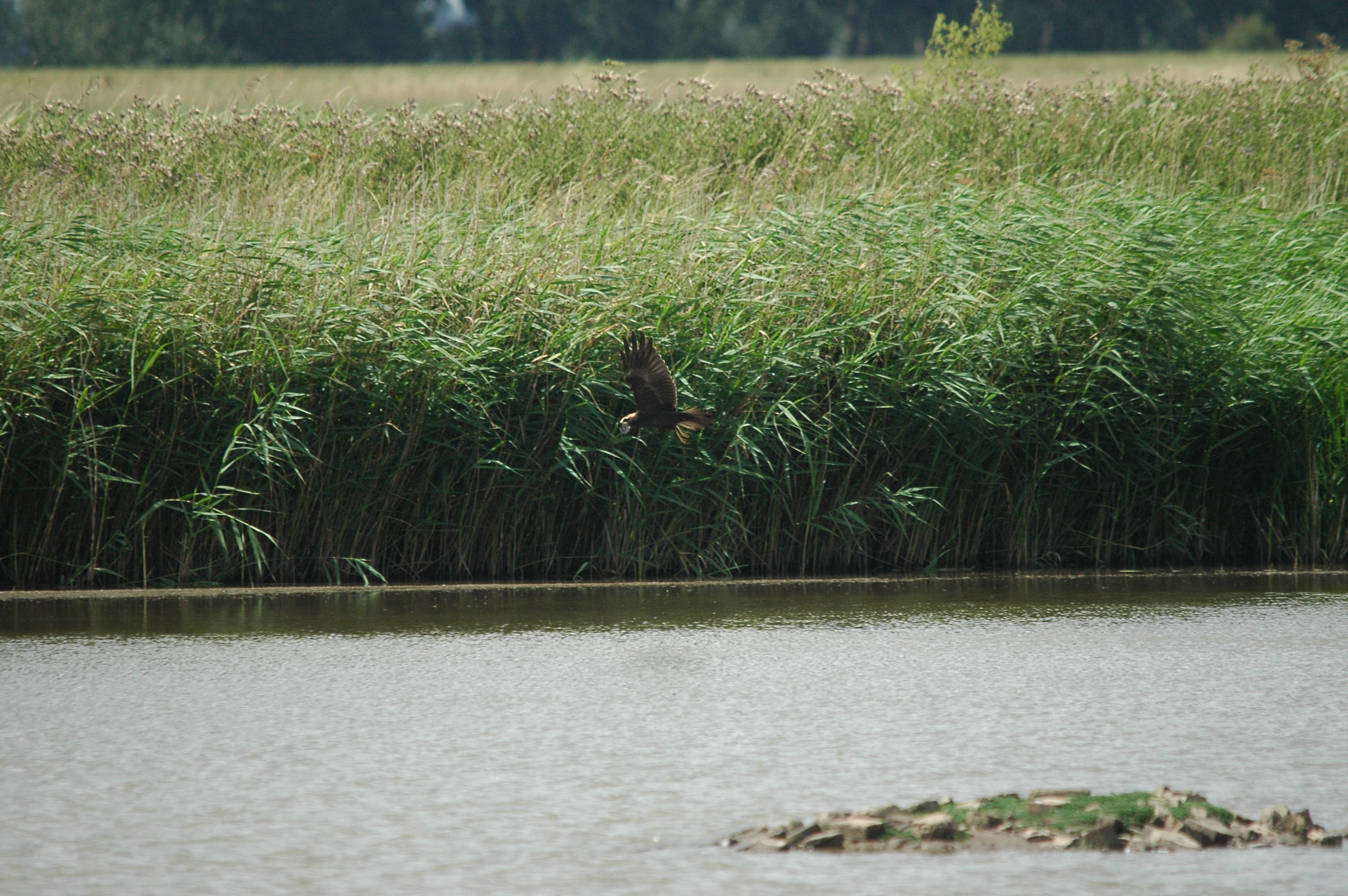 photos/wildlife/Bird_Species/032-Hawks-Eagles-Harriers-Falcons/0688-Western_Marsh-Harrier/dsc_2662.jpg