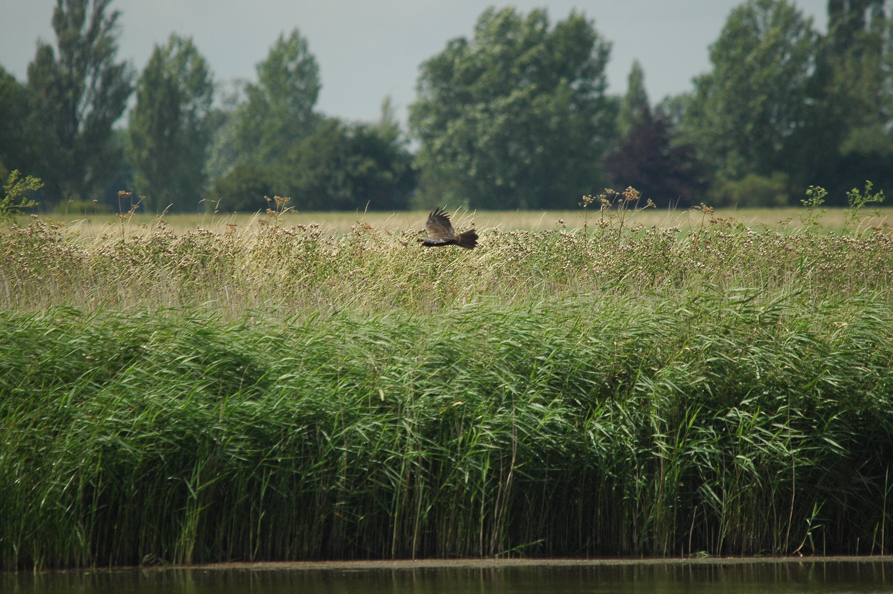 photos/wildlife/Bird_Species/032-Hawks-Eagles-Harriers-Falcons/0688-Western_Marsh-Harrier/dsc_2663.jpg