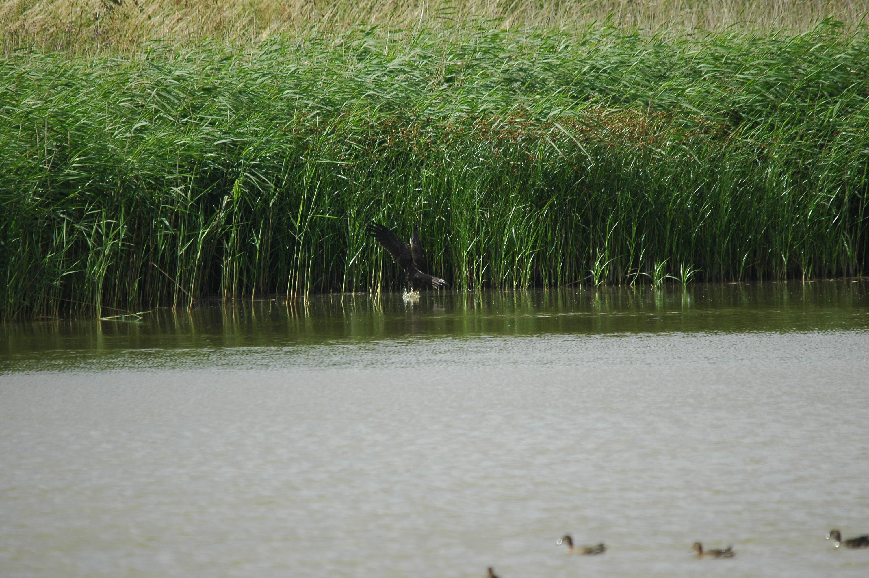 photos/wildlife/Bird_Species/032-Hawks-Eagles-Harriers-Falcons/0688-Western_Marsh-Harrier/dsc_2664.jpg