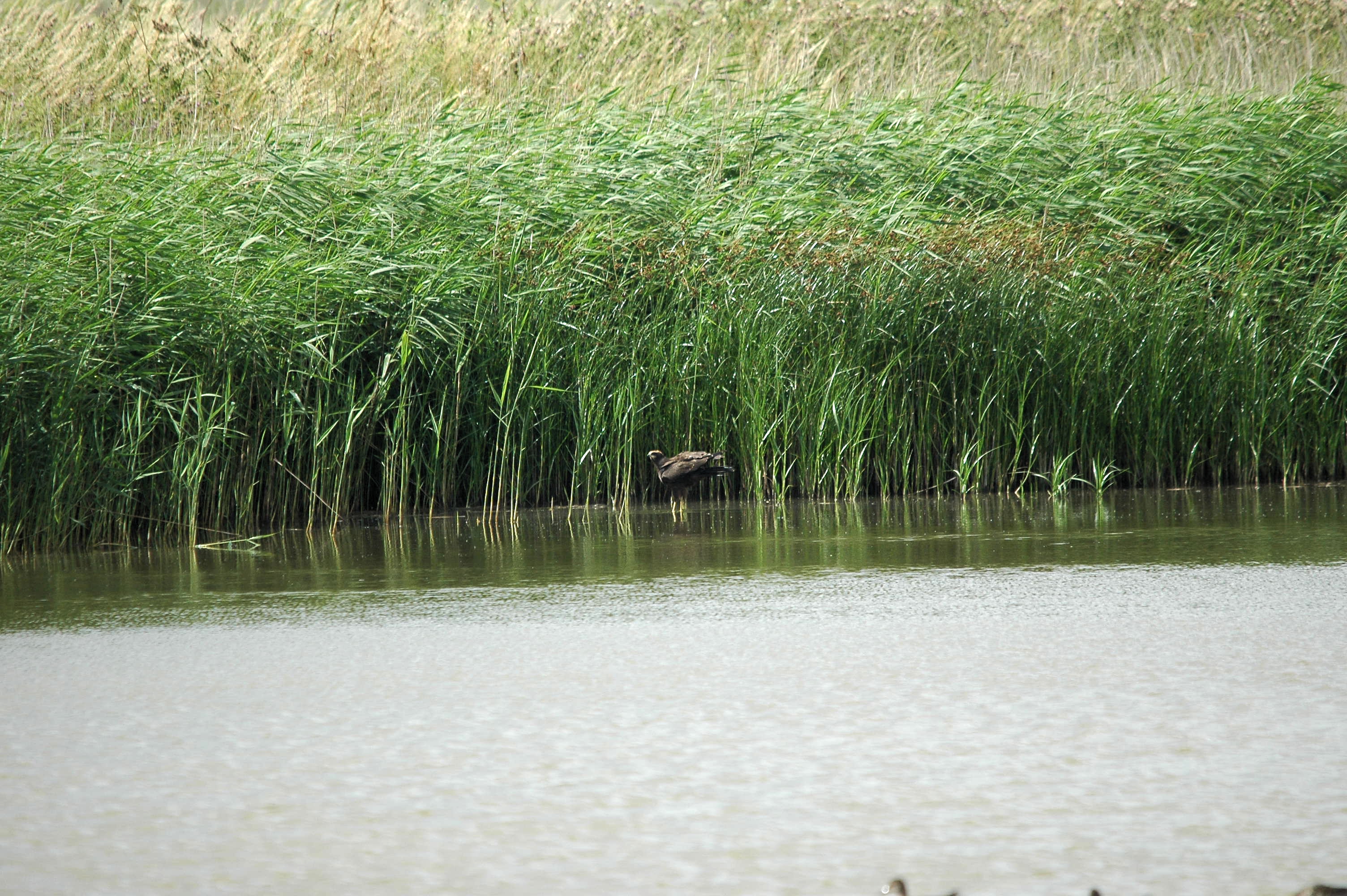 photos/wildlife/Bird_Species/032-Hawks-Eagles-Harriers-Falcons/0688-Western_Marsh-Harrier/dsc_2665.jpg