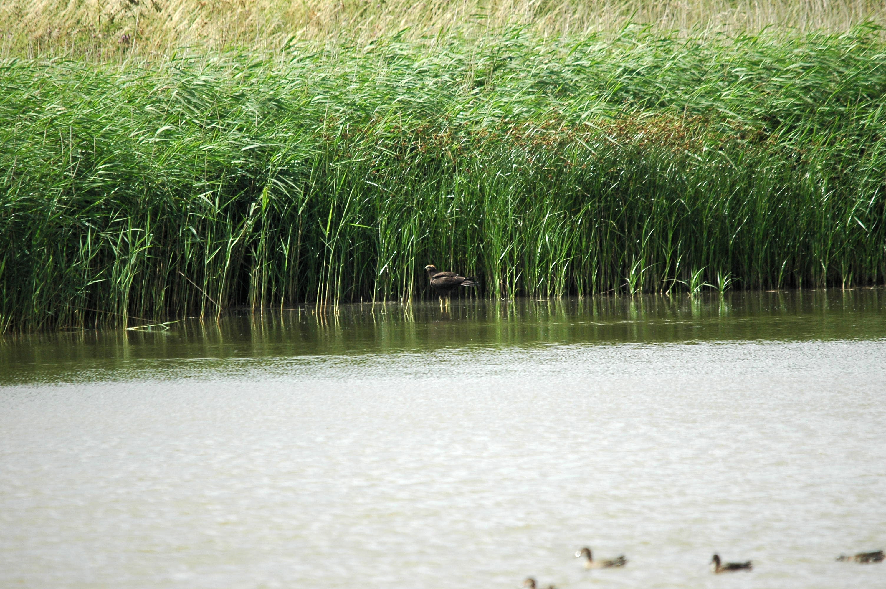 photos/wildlife/Bird_Species/032-Hawks-Eagles-Harriers-Falcons/0688-Western_Marsh-Harrier/dsc_2666.jpg