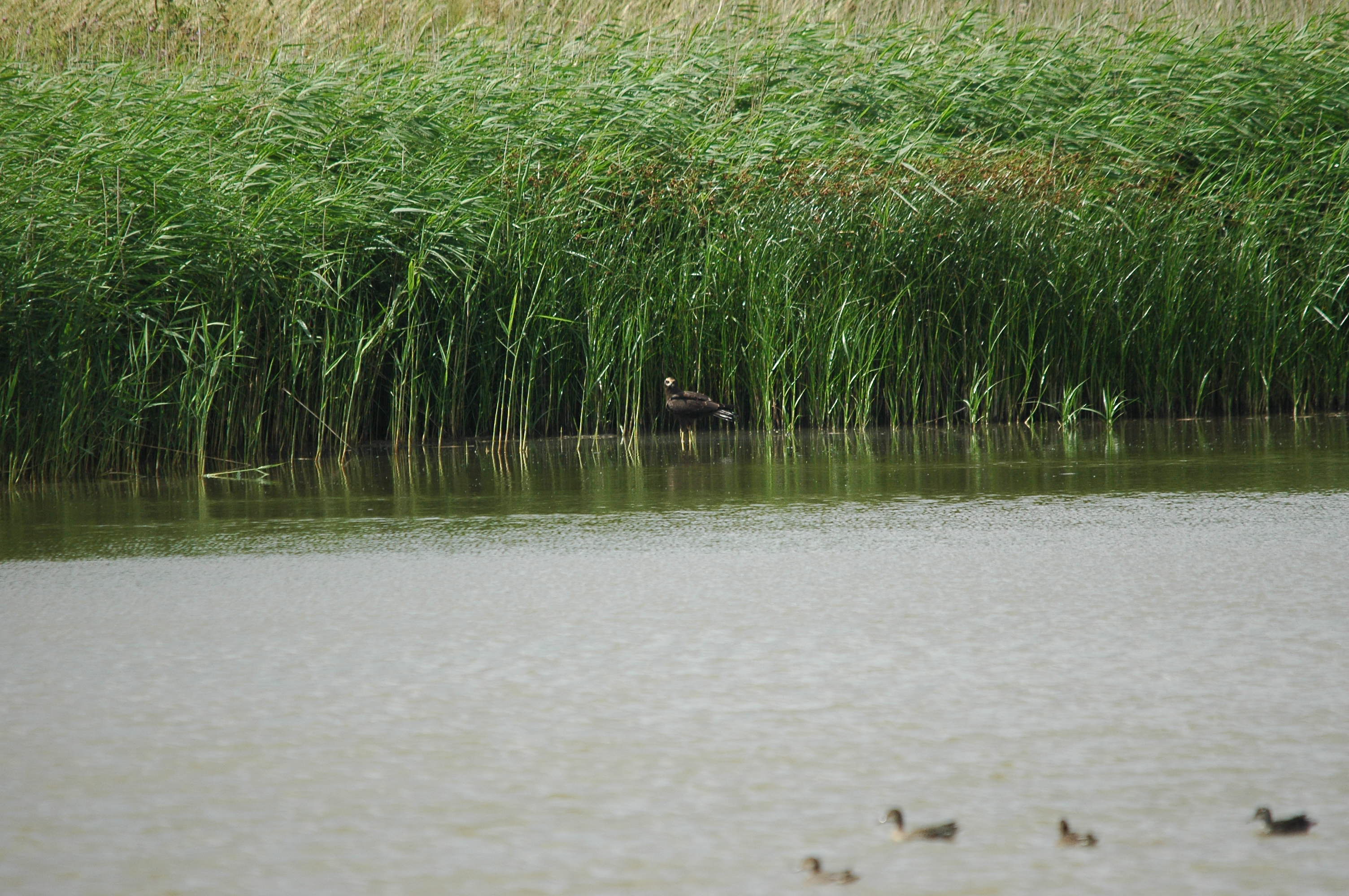 photos/wildlife/Bird_Species/032-Hawks-Eagles-Harriers-Falcons/0688-Western_Marsh-Harrier/dsc_2668.jpg