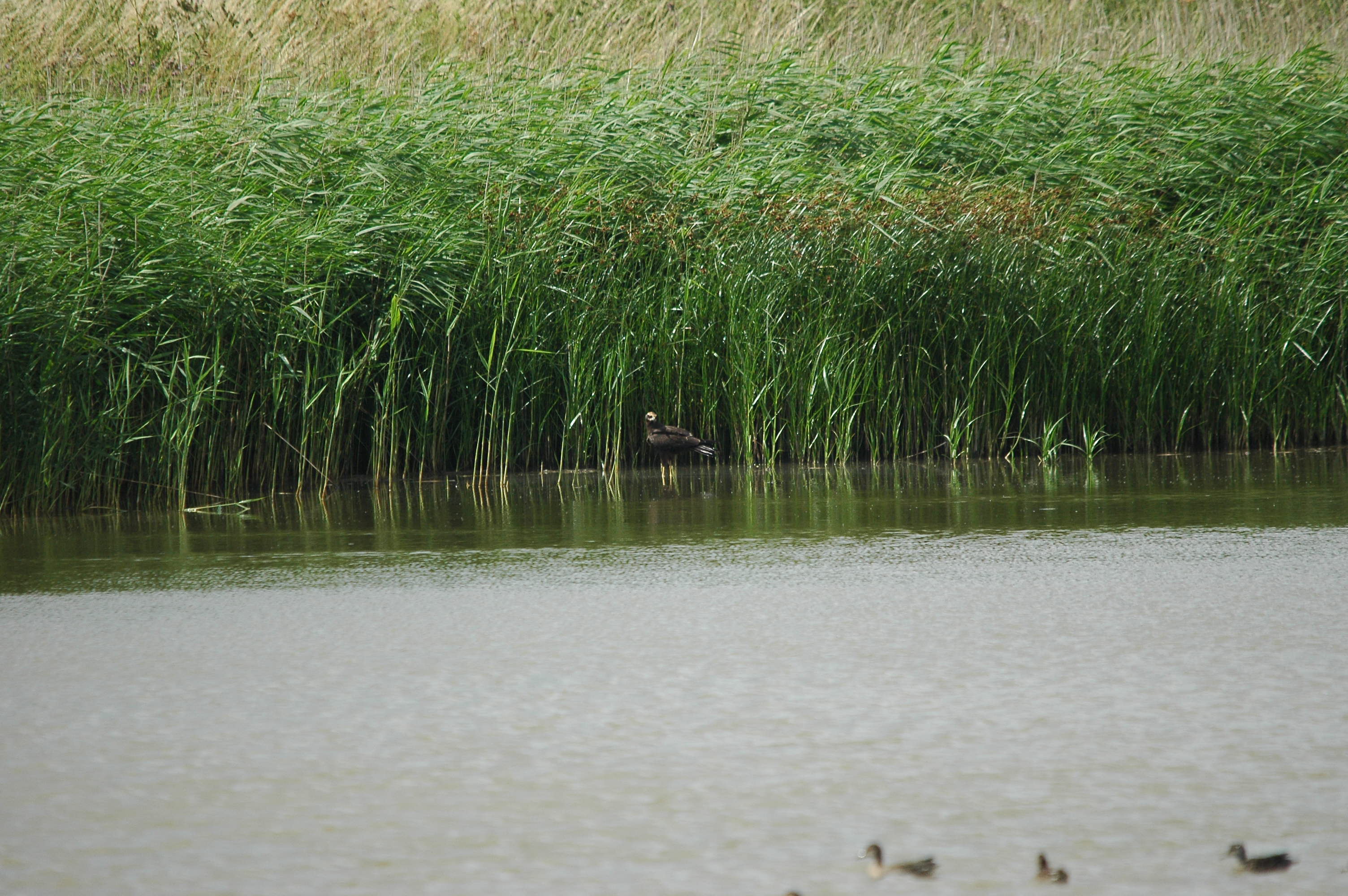 photos/wildlife/Bird_Species/032-Hawks-Eagles-Harriers-Falcons/0688-Western_Marsh-Harrier/dsc_2669.jpg