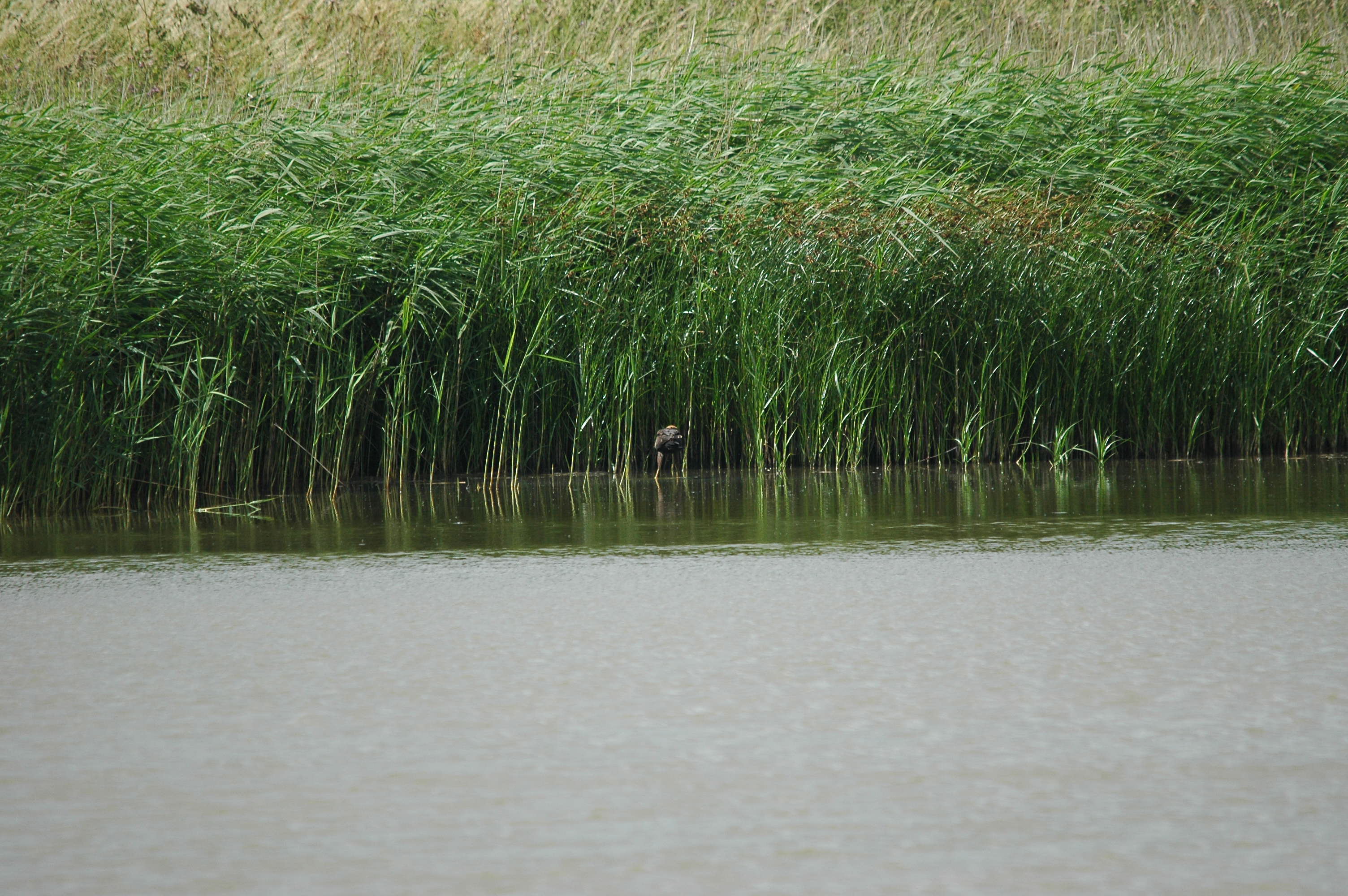 photos/wildlife/Bird_Species/032-Hawks-Eagles-Harriers-Falcons/0688-Western_Marsh-Harrier/dsc_2670.jpg