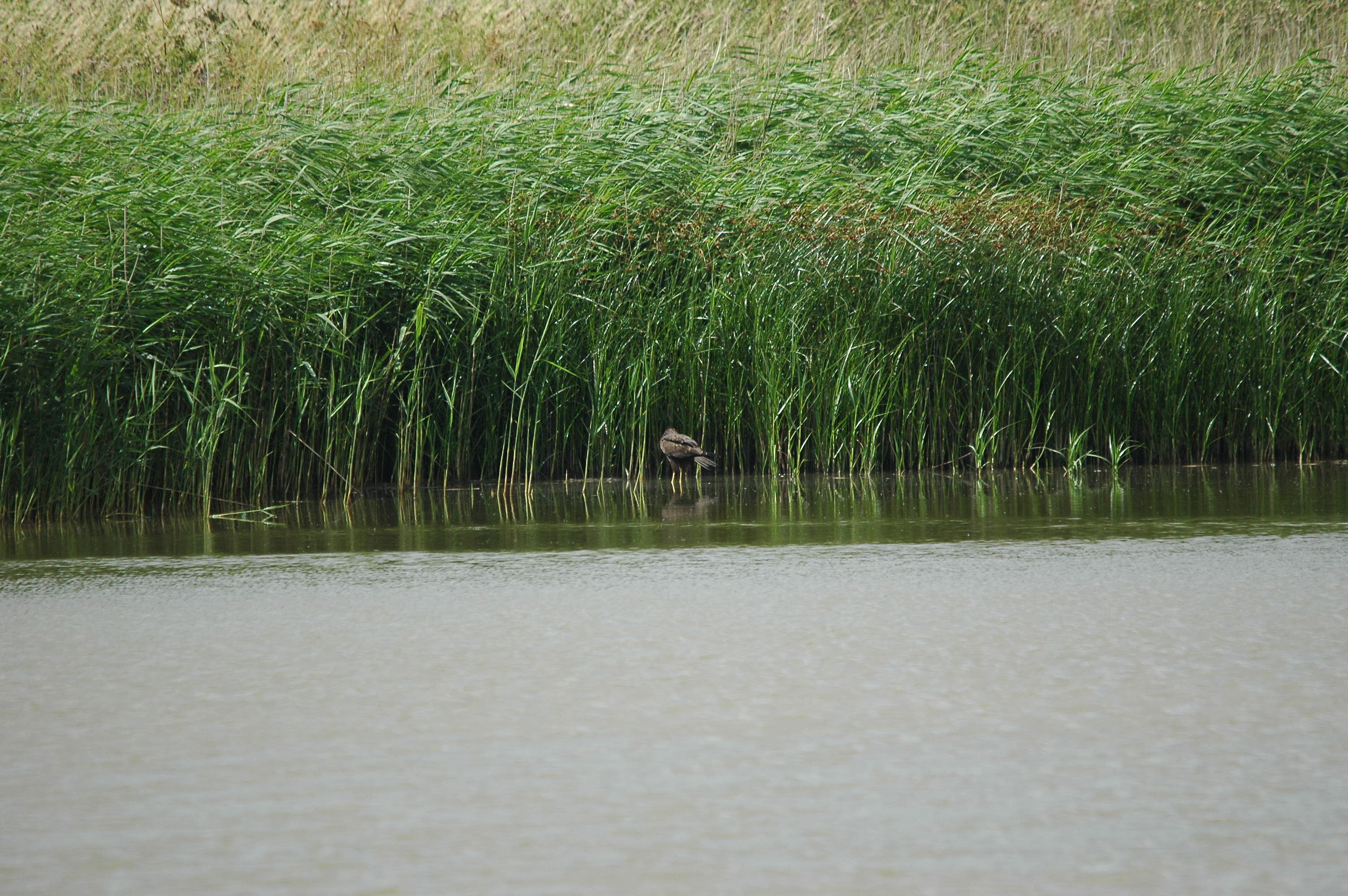 photos/wildlife/Bird_Species/032-Hawks-Eagles-Harriers-Falcons/0688-Western_Marsh-Harrier/dsc_2671.jpg