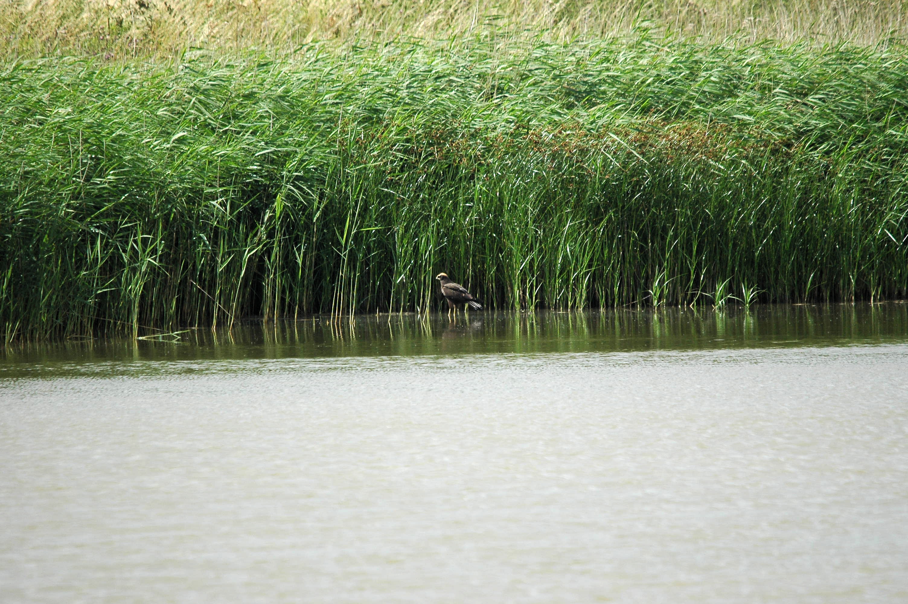 photos/wildlife/Bird_Species/032-Hawks-Eagles-Harriers-Falcons/0688-Western_Marsh-Harrier/dsc_2672.jpg