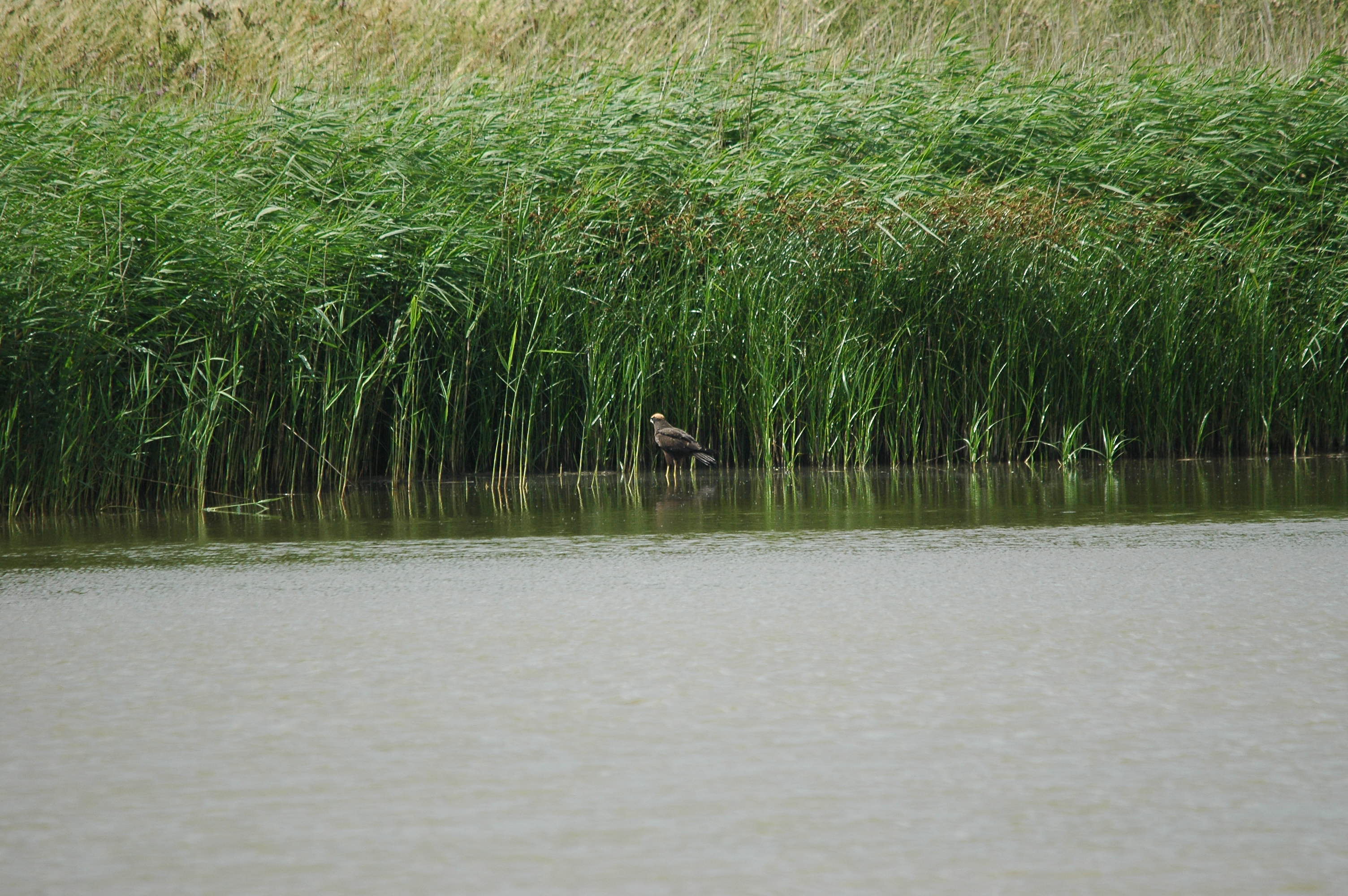 photos/wildlife/Bird_Species/032-Hawks-Eagles-Harriers-Falcons/0688-Western_Marsh-Harrier/dsc_2673.jpg