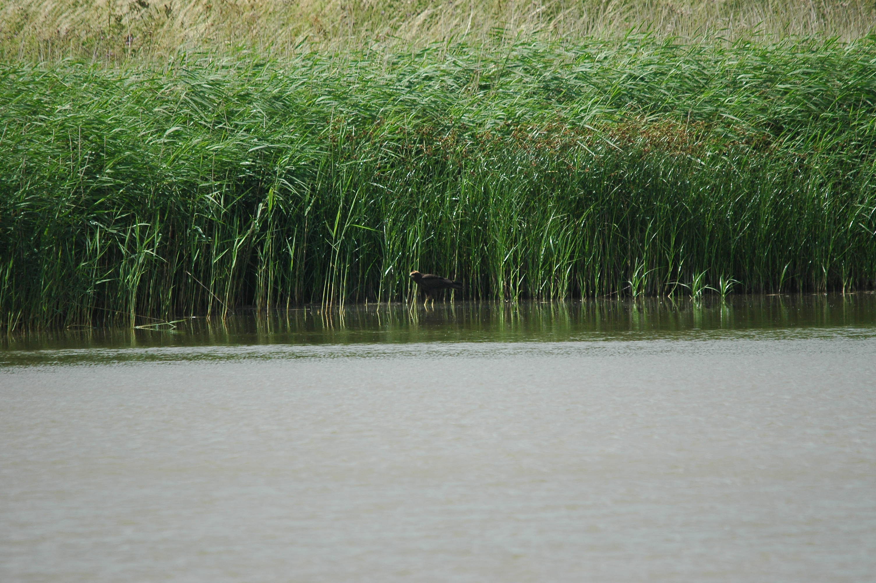 photos/wildlife/Bird_Species/032-Hawks-Eagles-Harriers-Falcons/0688-Western_Marsh-Harrier/dsc_2675.jpg