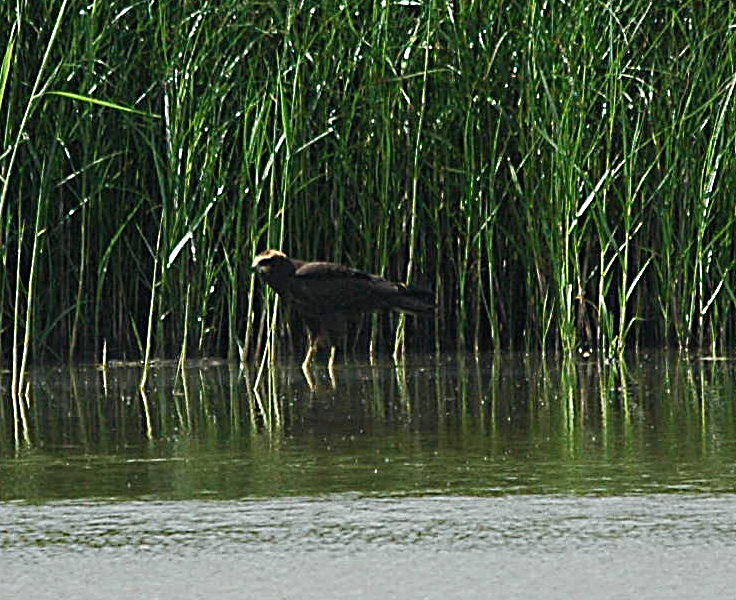 photos/wildlife/Bird_Species/032-Hawks-Eagles-Harriers-Falcons/0688-Western_Marsh-Harrier/dsc_2675_sm.jpg