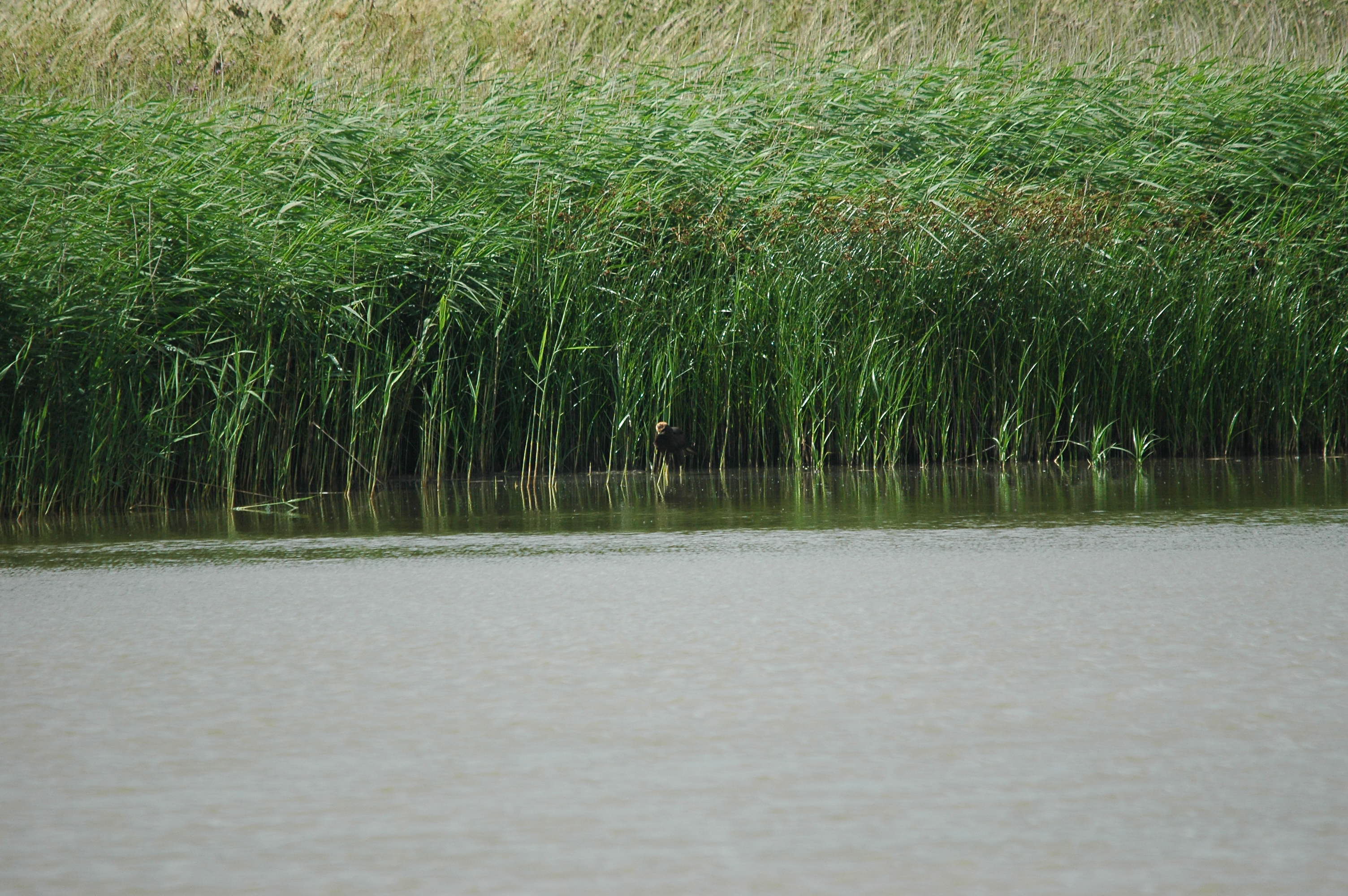 photos/wildlife/Bird_Species/032-Hawks-Eagles-Harriers-Falcons/0688-Western_Marsh-Harrier/dsc_2677.jpg