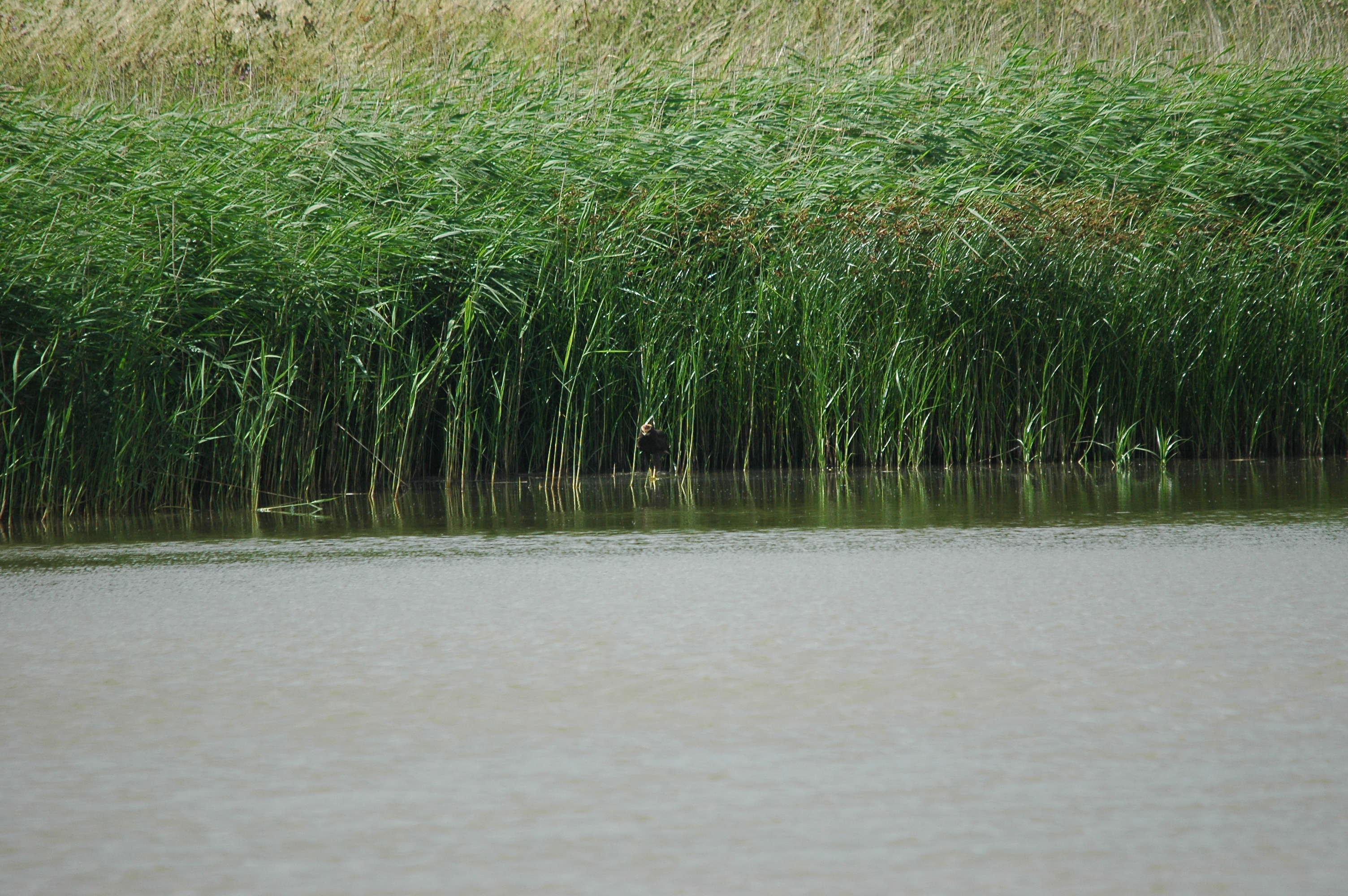 photos/wildlife/Bird_Species/032-Hawks-Eagles-Harriers-Falcons/0688-Western_Marsh-Harrier/dsc_2678.jpg