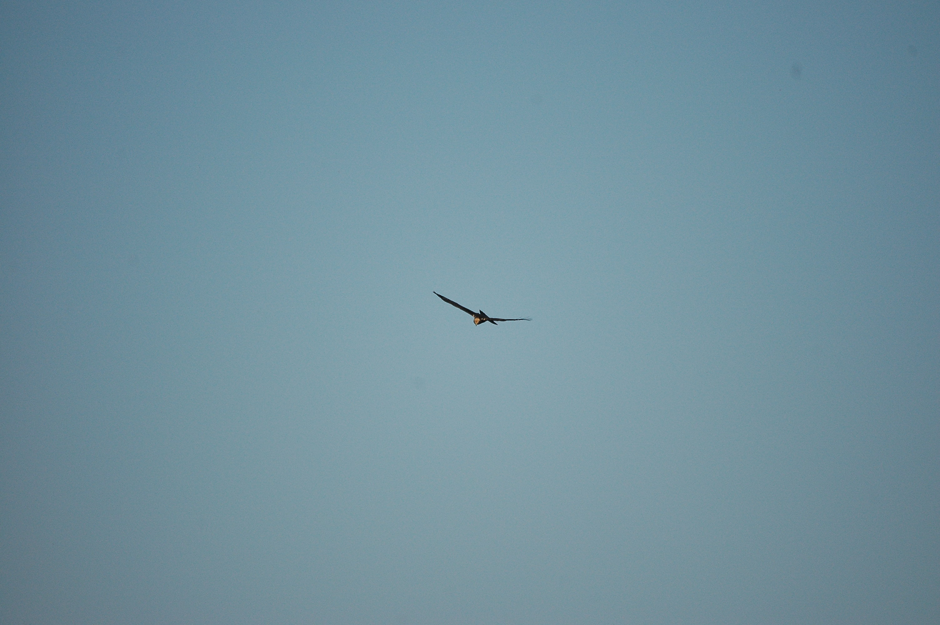 photos/wildlife/Bird_Species/032-Hawks-Eagles-Harriers-Falcons/0688-Western_Marsh-Harrier/dsc_3039.jpg