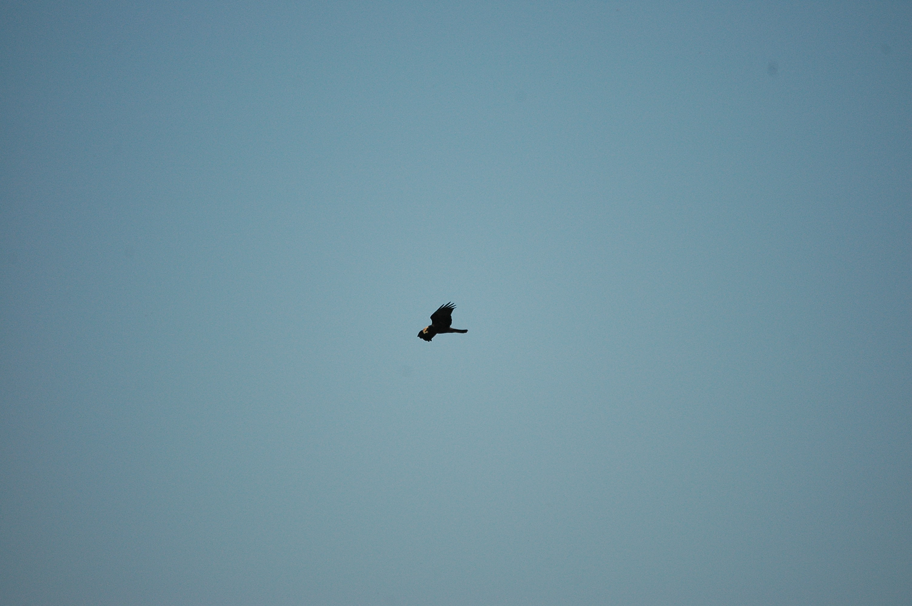 photos/wildlife/Bird_Species/032-Hawks-Eagles-Harriers-Falcons/0688-Western_Marsh-Harrier/dsc_3040.jpg