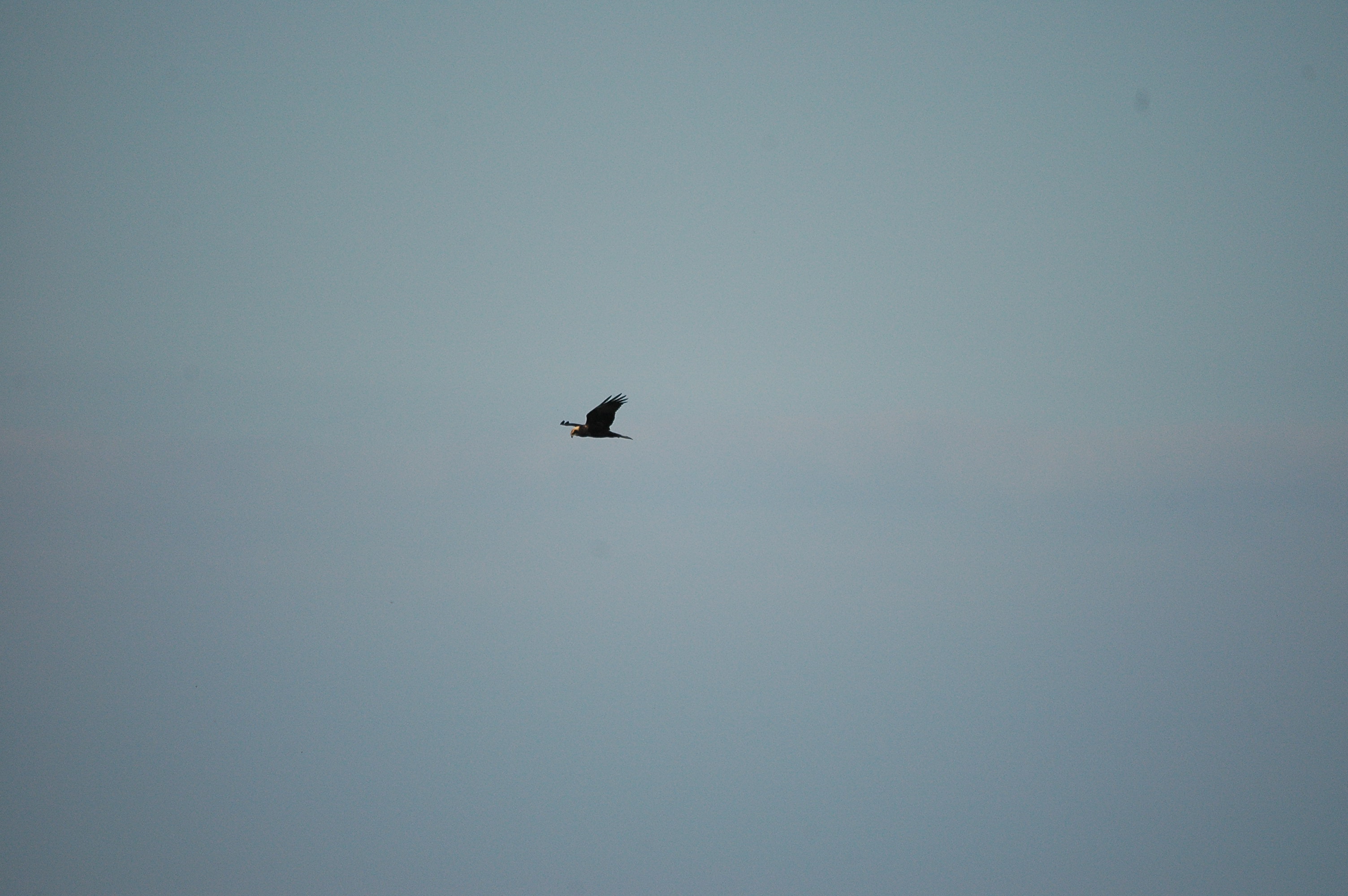 photos/wildlife/Bird_Species/032-Hawks-Eagles-Harriers-Falcons/0688-Western_Marsh-Harrier/dsc_3042.jpg