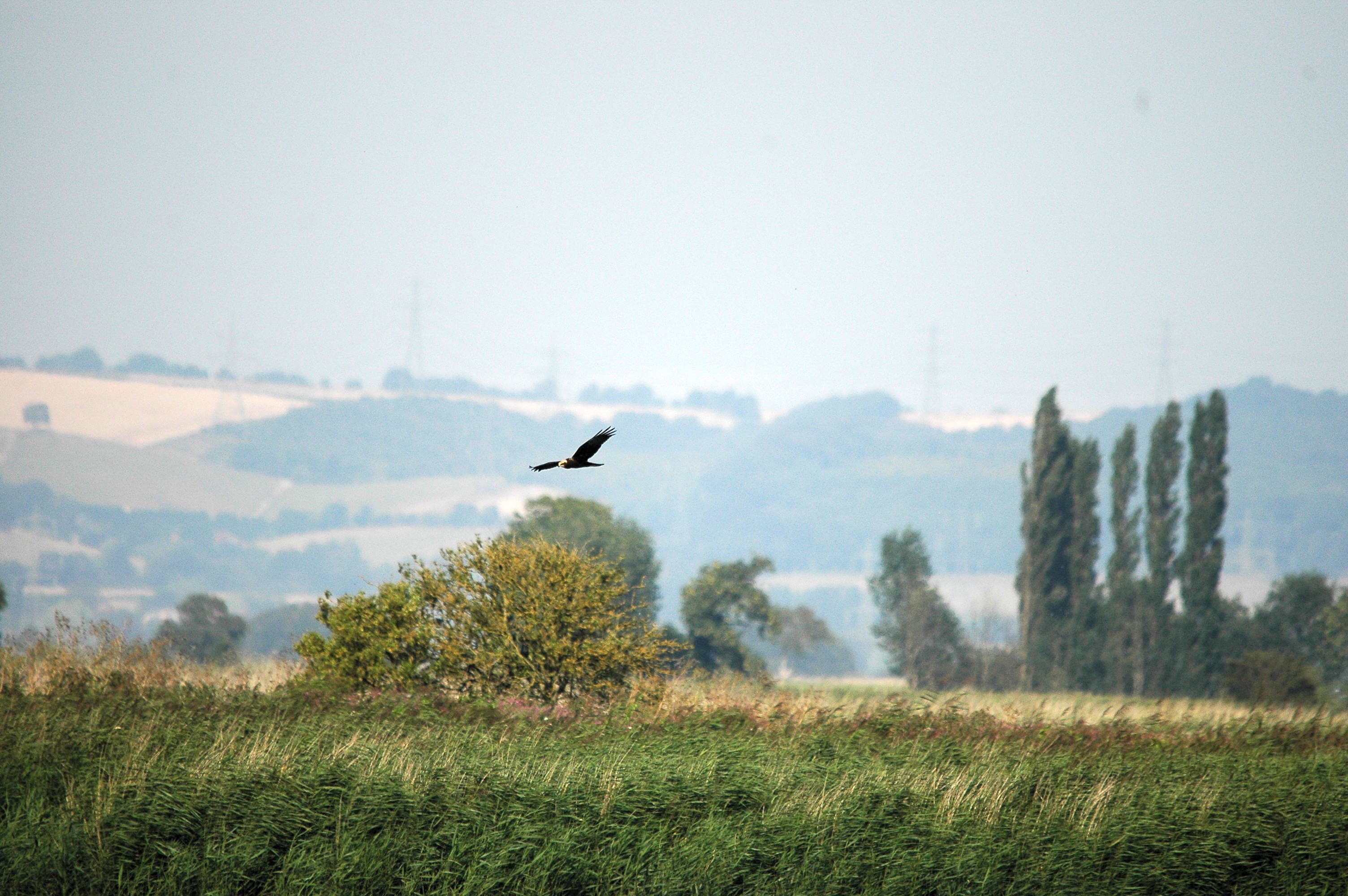 photos/wildlife/Bird_Species/032-Hawks-Eagles-Harriers-Falcons/0688-Western_Marsh-Harrier/dsc_3044.jpg