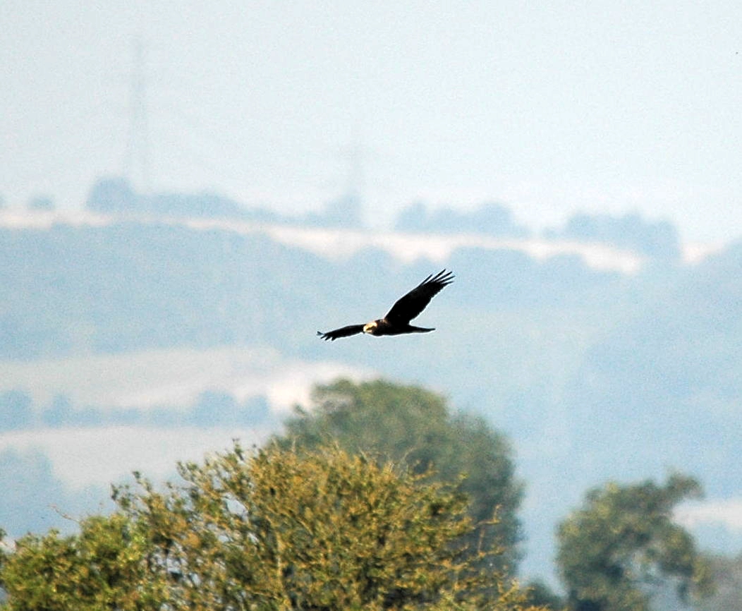 photos/wildlife/Bird_Species/032-Hawks-Eagles-Harriers-Falcons/0688-Western_Marsh-Harrier/dsc_3044_sm.jpeg