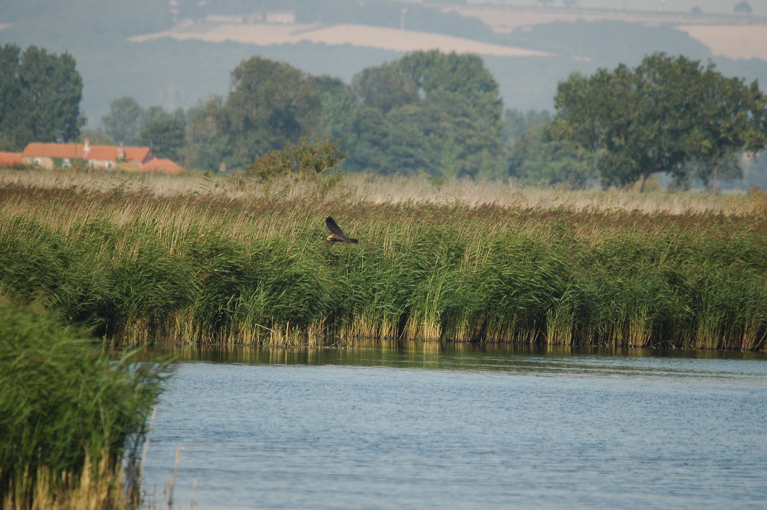 photos/wildlife/Bird_Species/032-Hawks-Eagles-Harriers-Falcons/0688-Western_Marsh-Harrier/dsc_3045.jpg