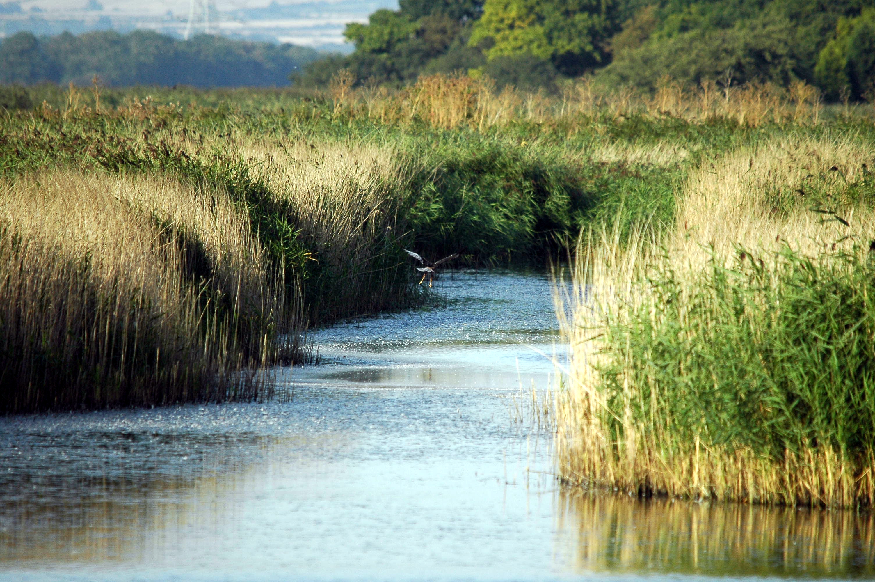 photos/wildlife/Bird_Species/032-Hawks-Eagles-Harriers-Falcons/0688-Western_Marsh-Harrier/dsc_3421.jpg